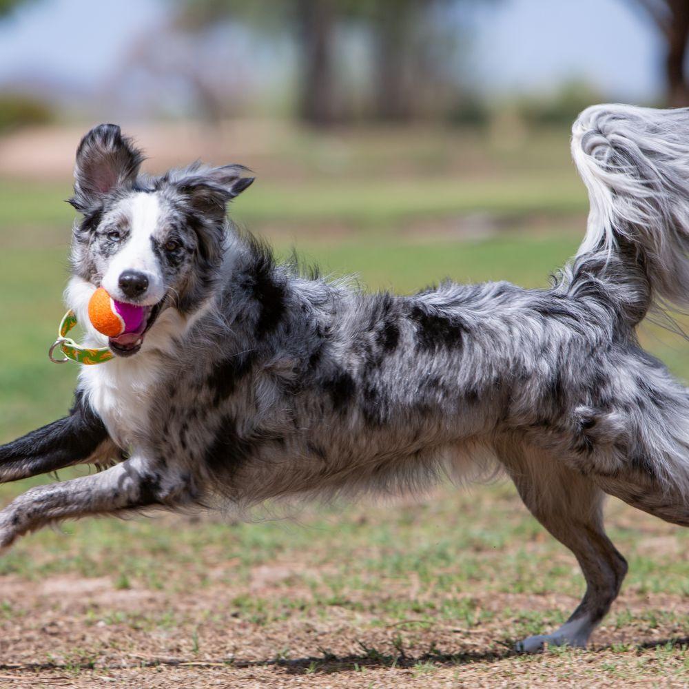 Dog outdoors with a KONG SqueakAir Birthday Ball