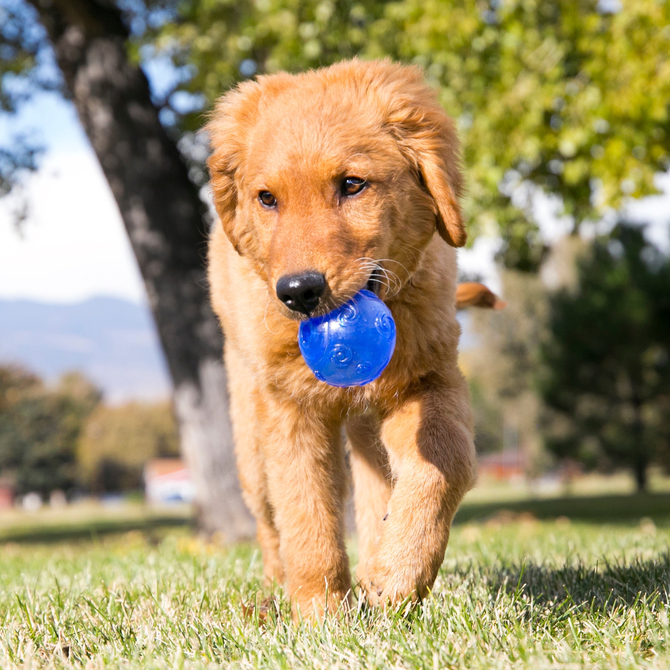 Golden retriever puppy playing fetch with a blue KONG Squeezz Ball
