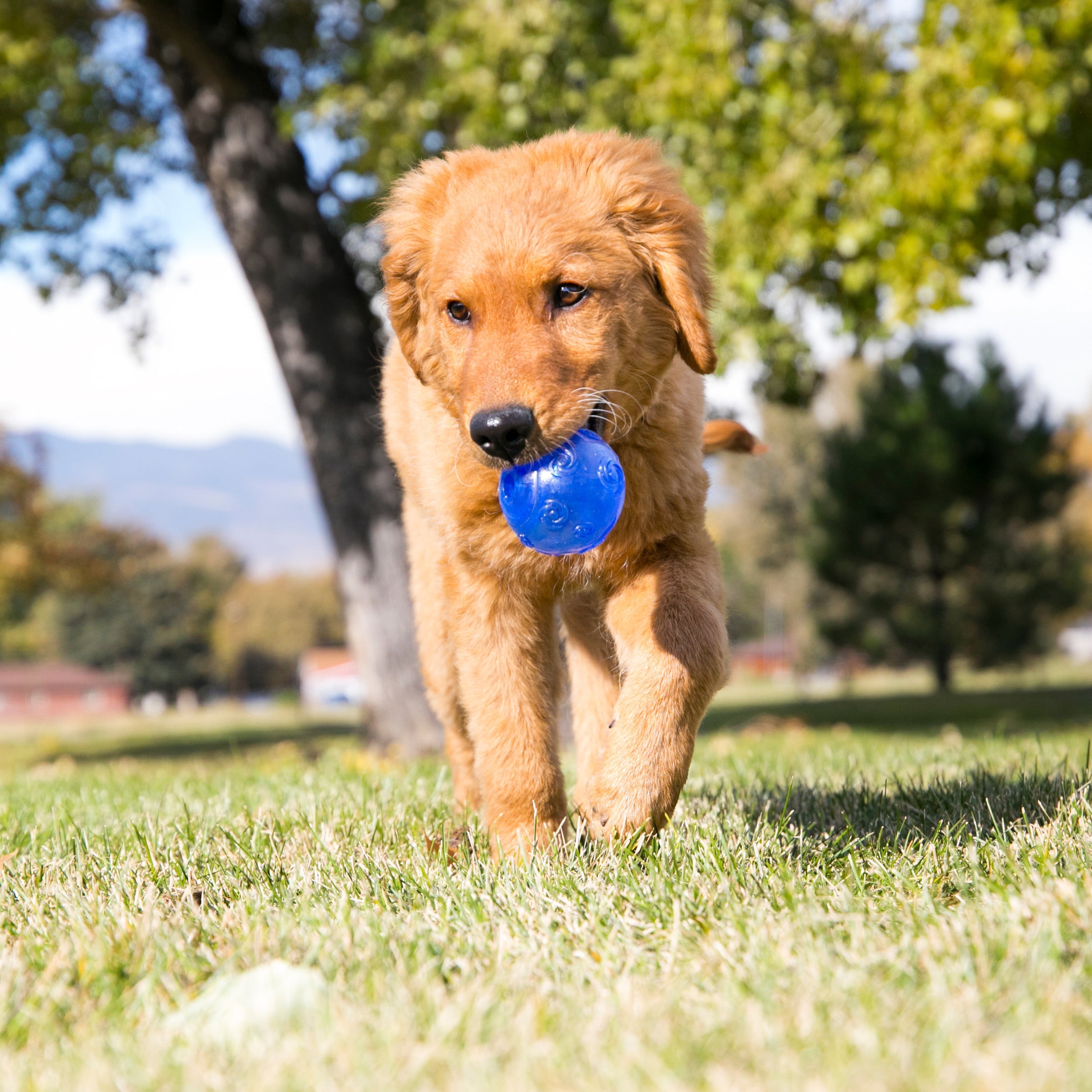 Dog running through the park carrying a KONG Squeezz Ball