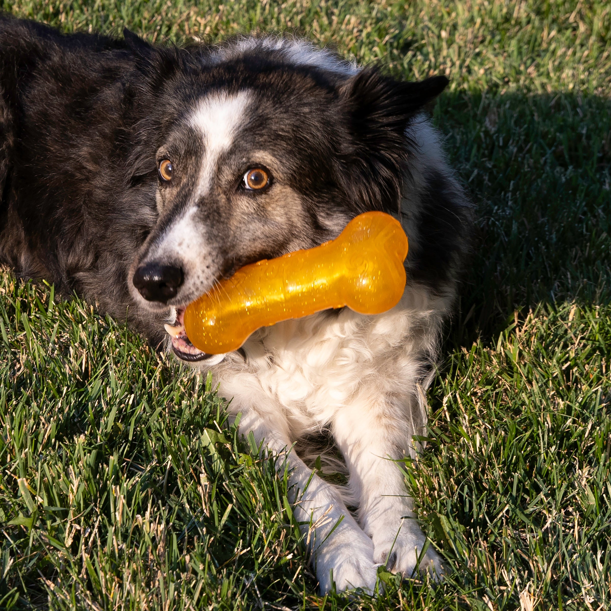 Dog playing with a KONG Squeezz Crackle Bone in the grass