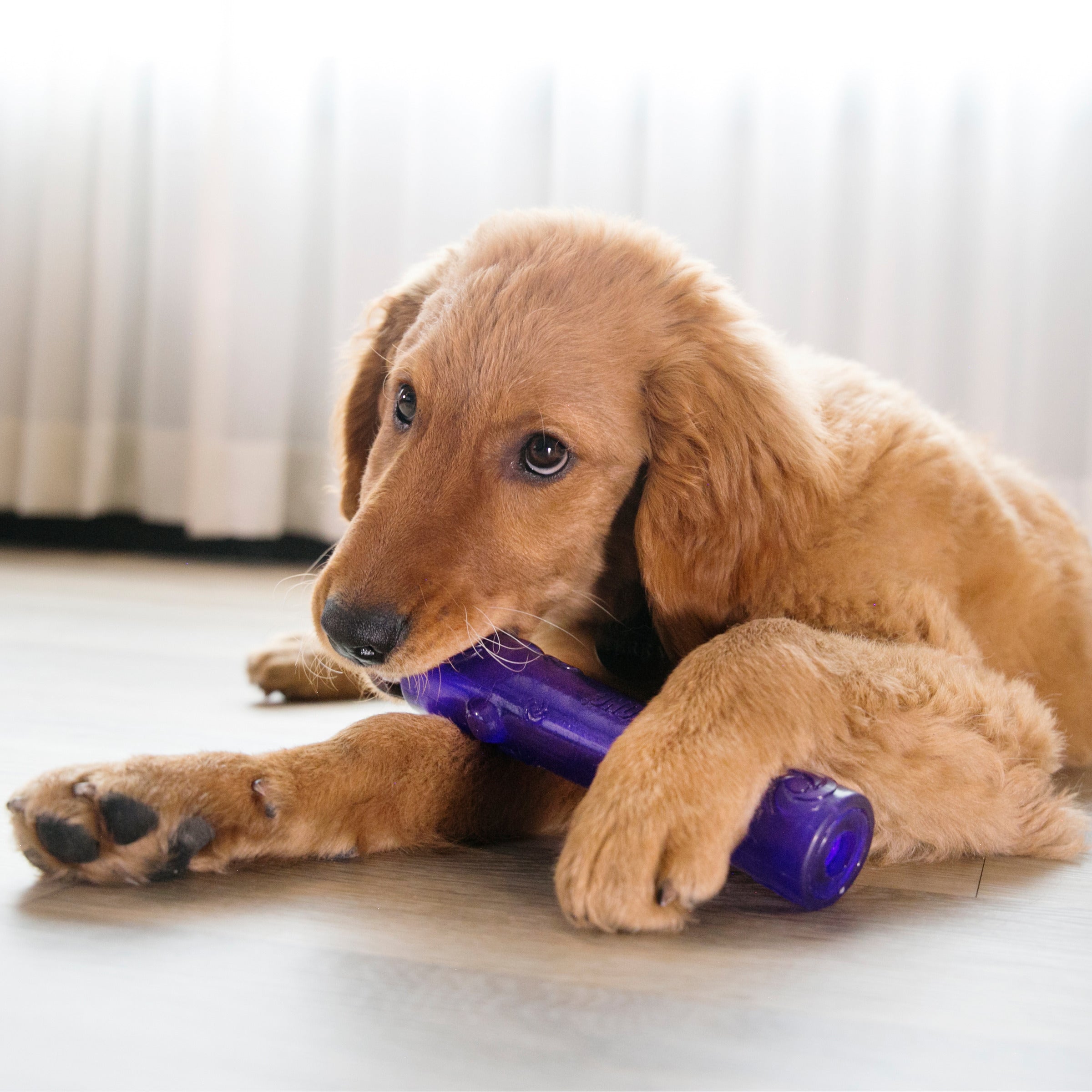 Puppy playing with a KONG Squeezz Crackle Stick dog toy