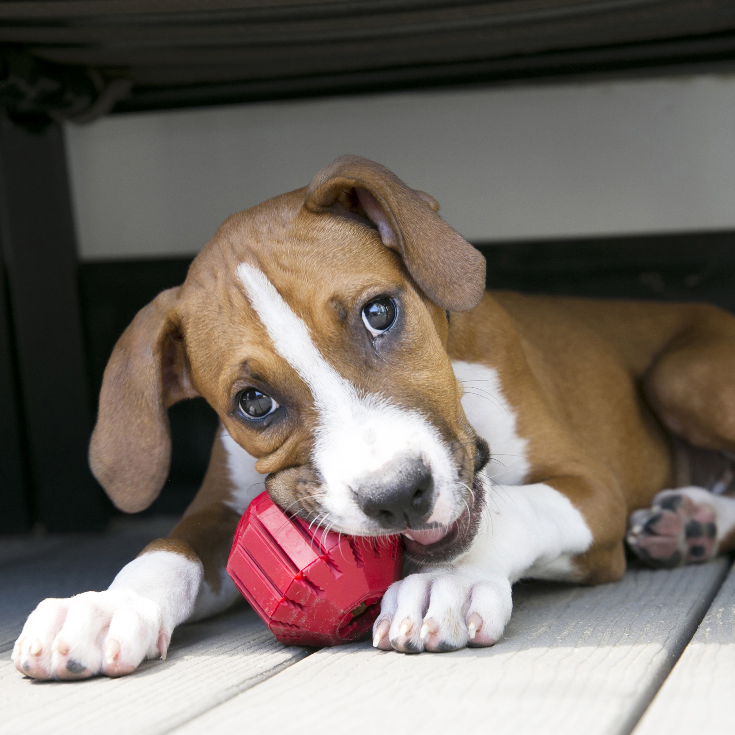 Puppy chewing a red KONG Stuff-A-Ball dog toy