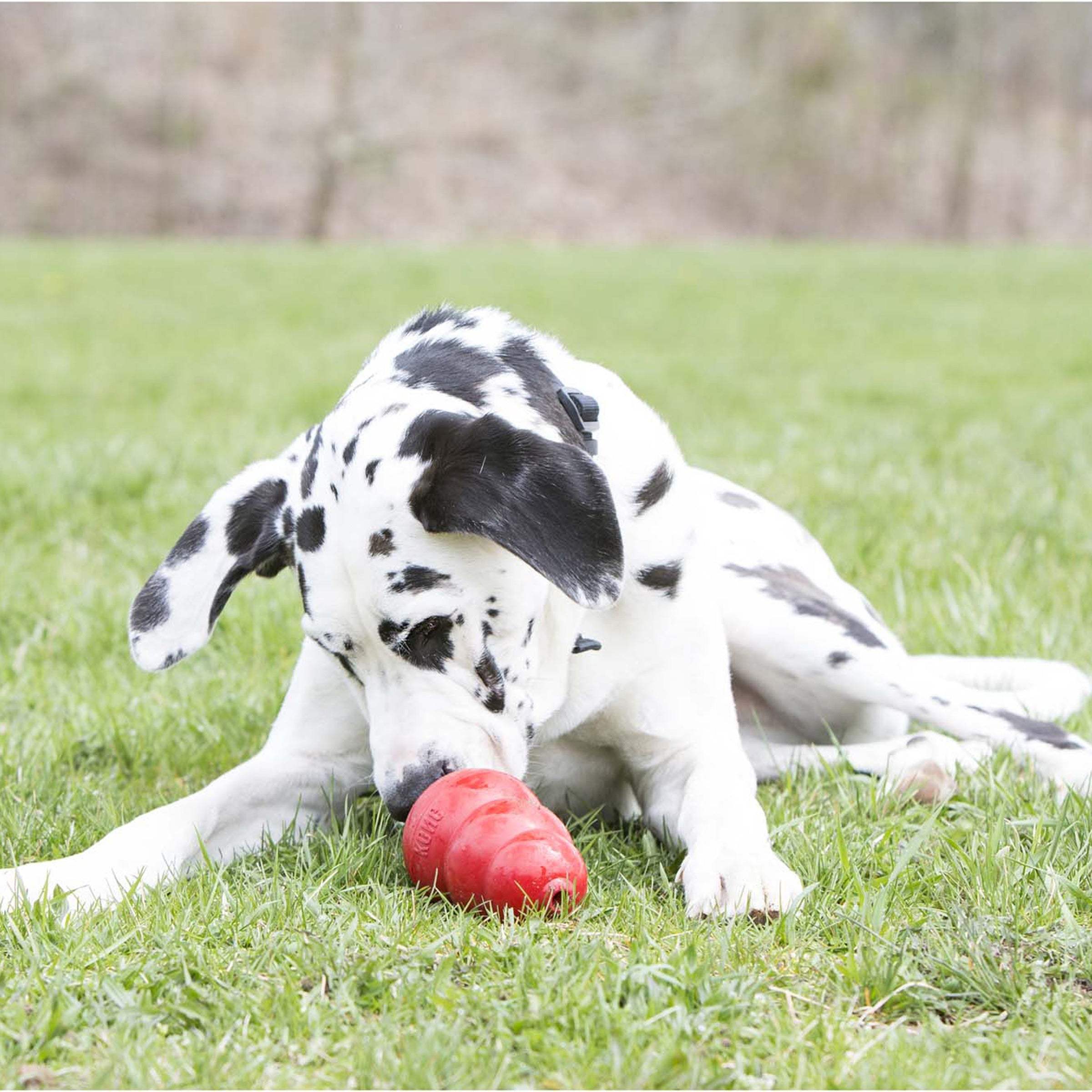 Dog enjoying a peanut-butter-stuffed red KONG toy in the grass