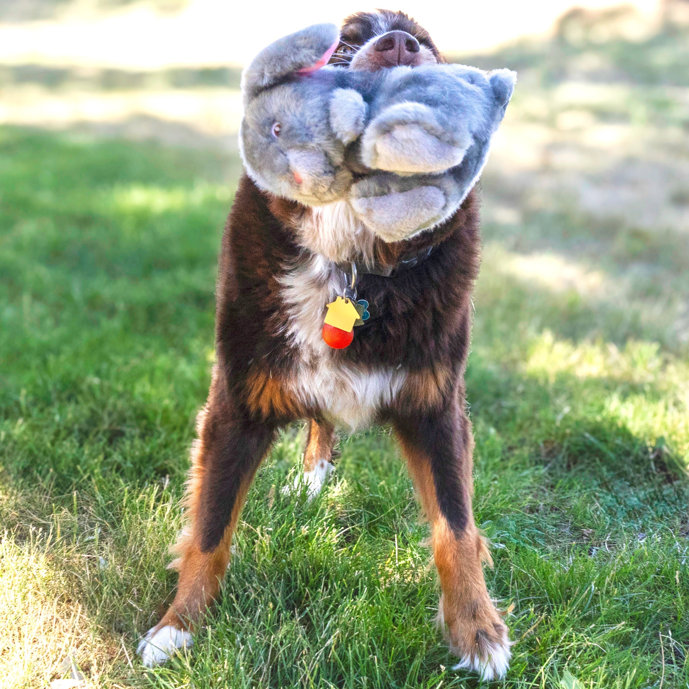 Dog carrying the KONG Toughz Bunny plush dog toy outdoors