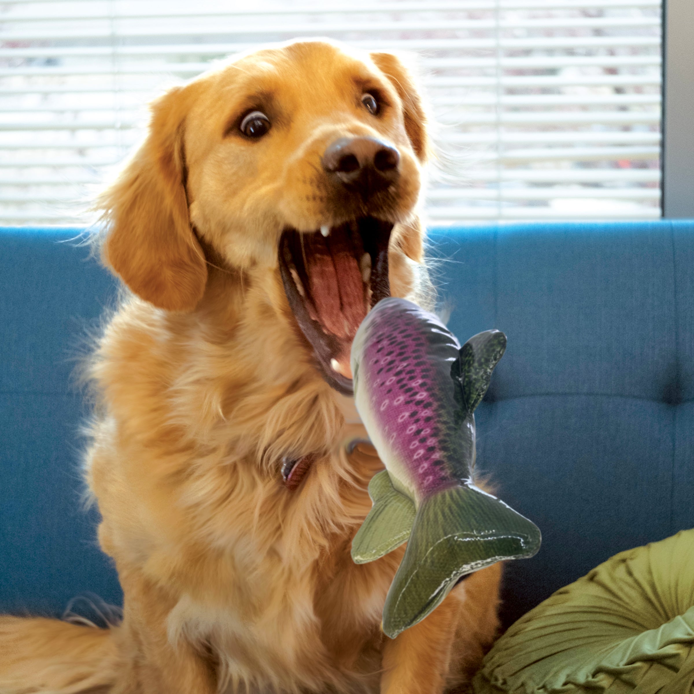 Golden retriever playing with KONG Wild Shieldz Trout Dog Toy
