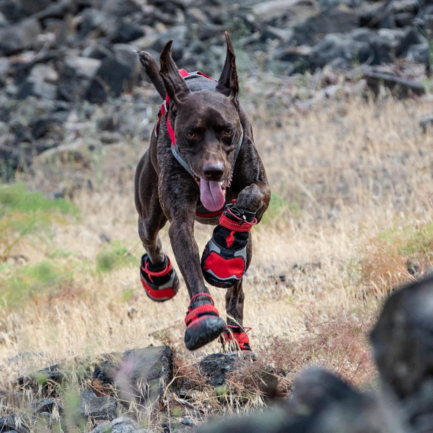 Dog running over rocky ground in Kurgo Blaze Dog Boots