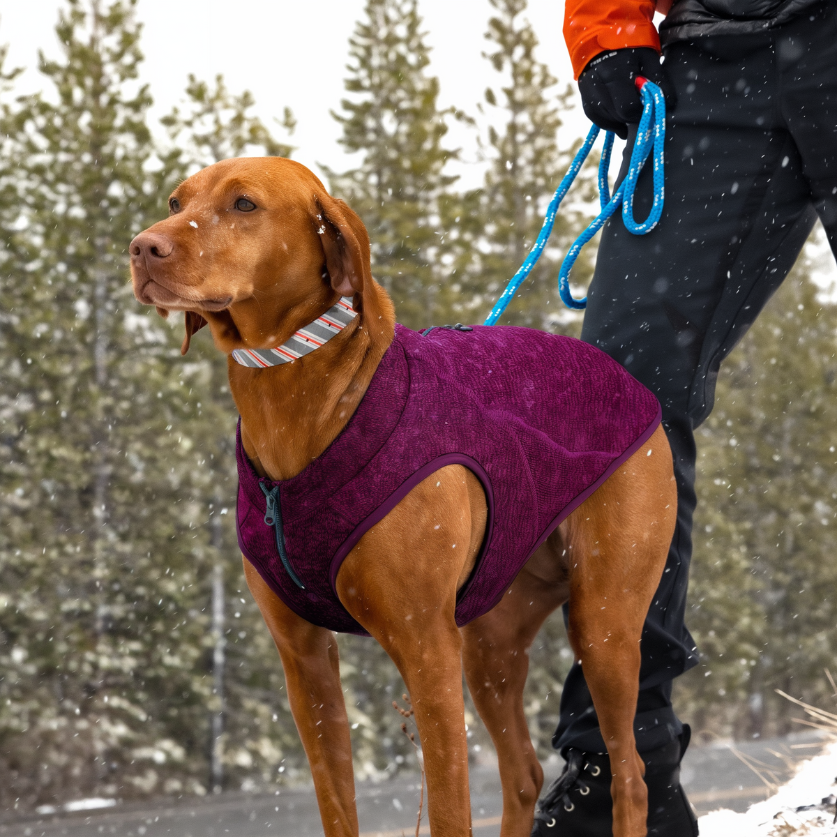 Dog wearing a Heather Violet Kurgo Core Sweater in the snow