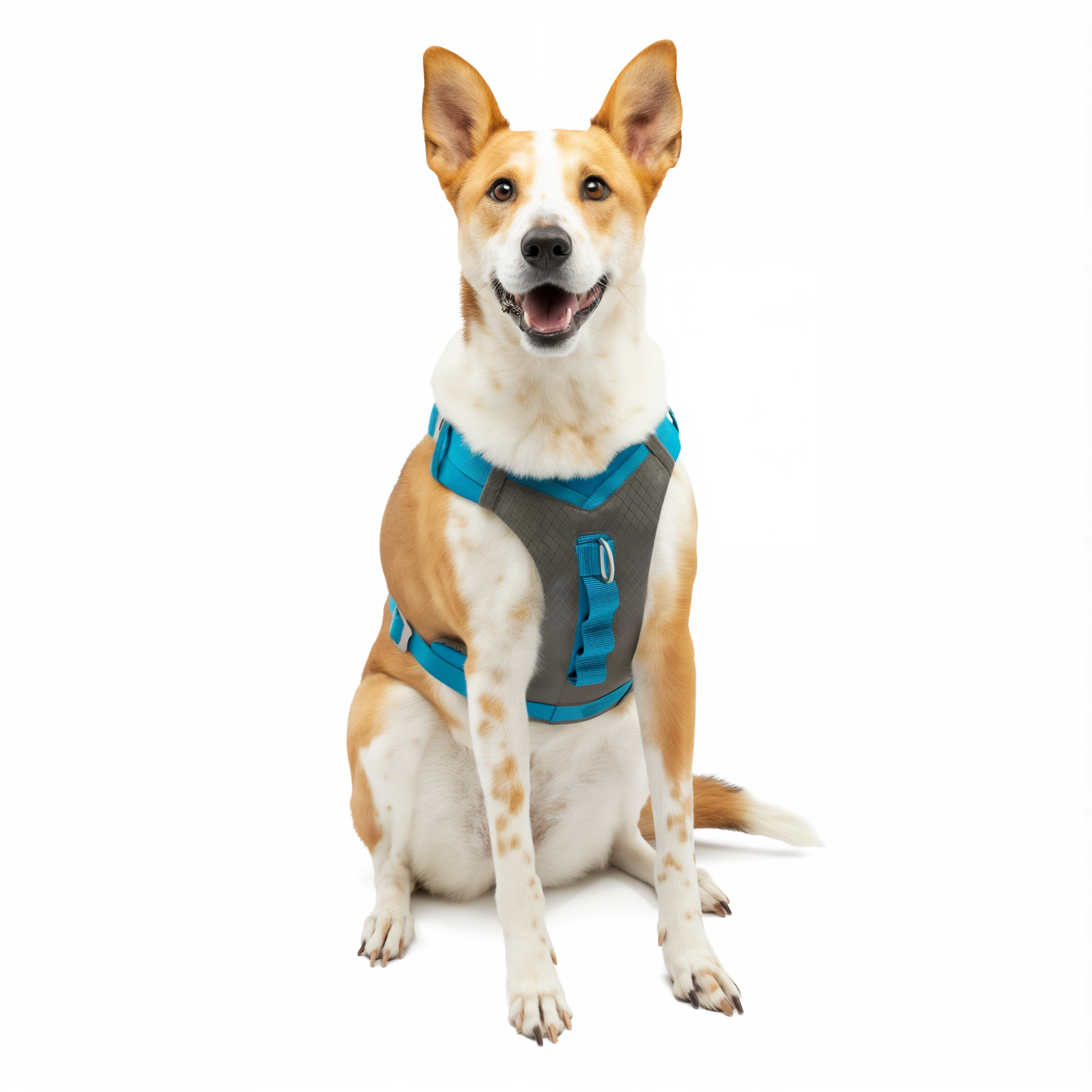 Dog wearing the blue Kurgo Journey Air harness on a walk