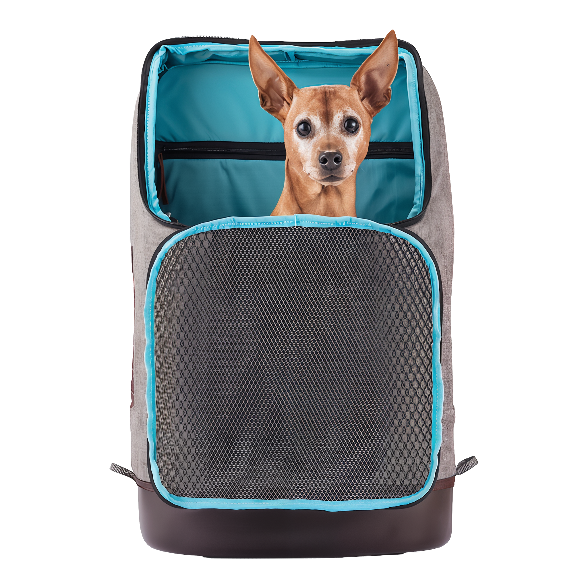 Small dog seated inside the Kurgo Rucksack with the mesh top open