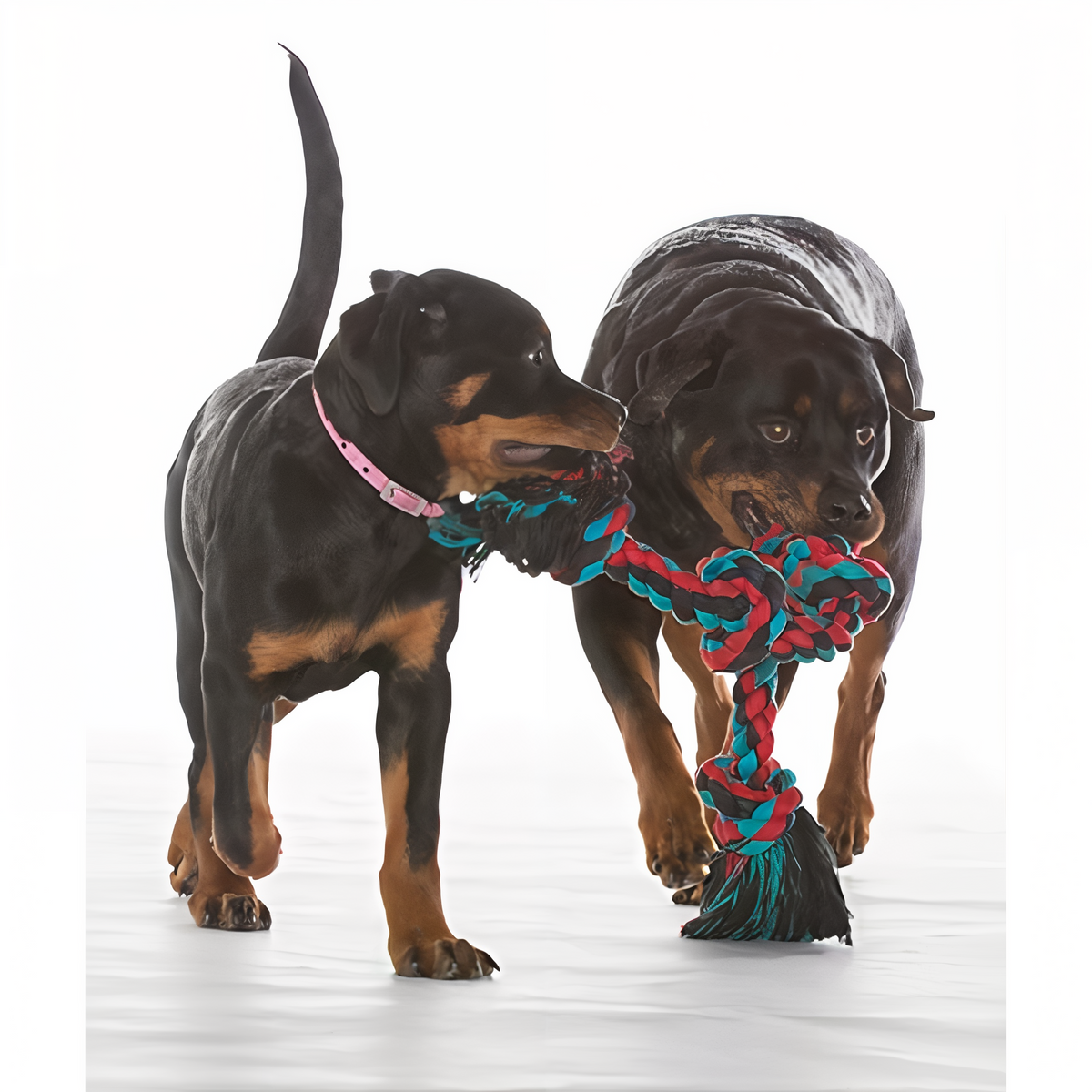 Two dogs playing tug with the Mammoth 5 Knot rope.
