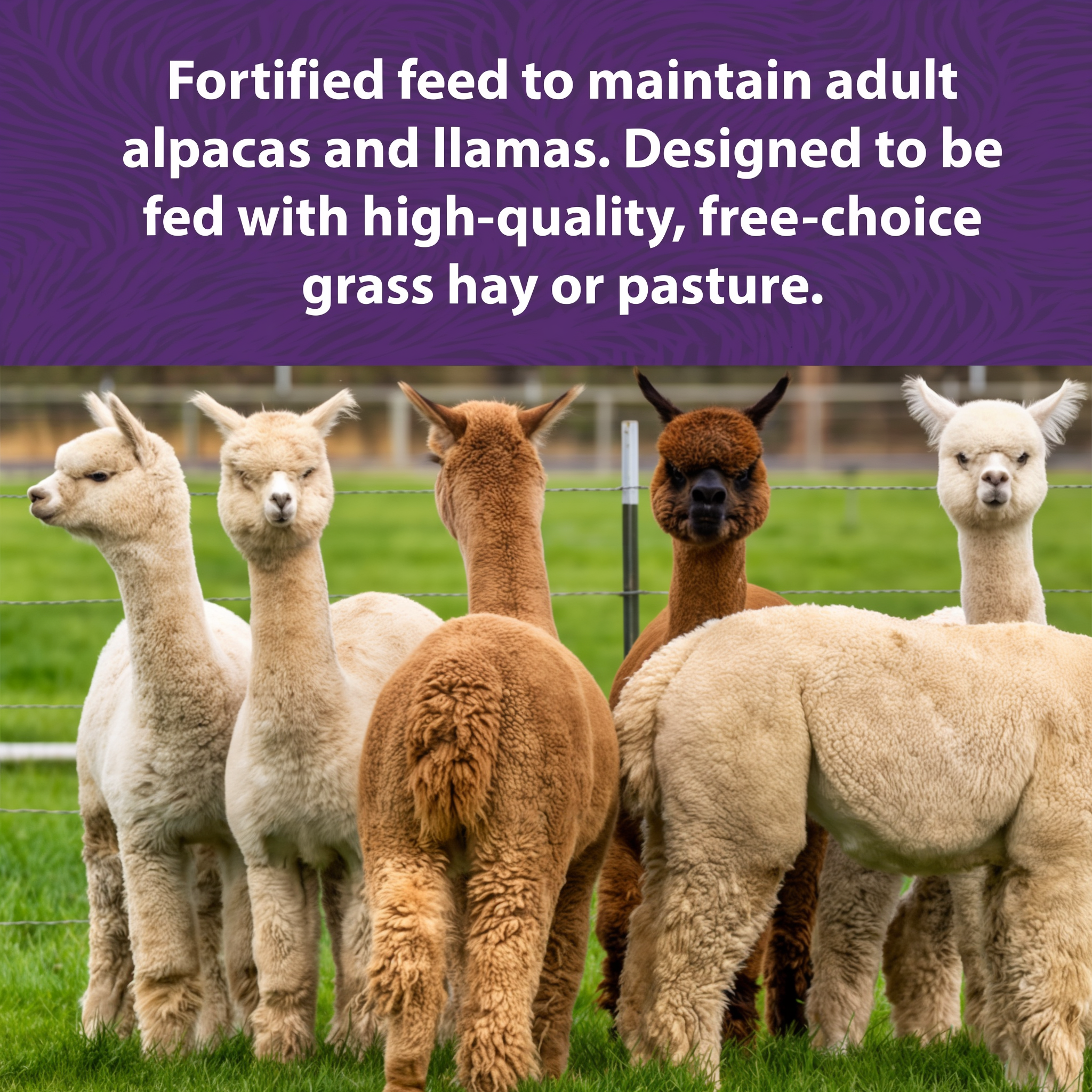 Mazuri Alpaca & Llama Maintenance Diet benefits and features