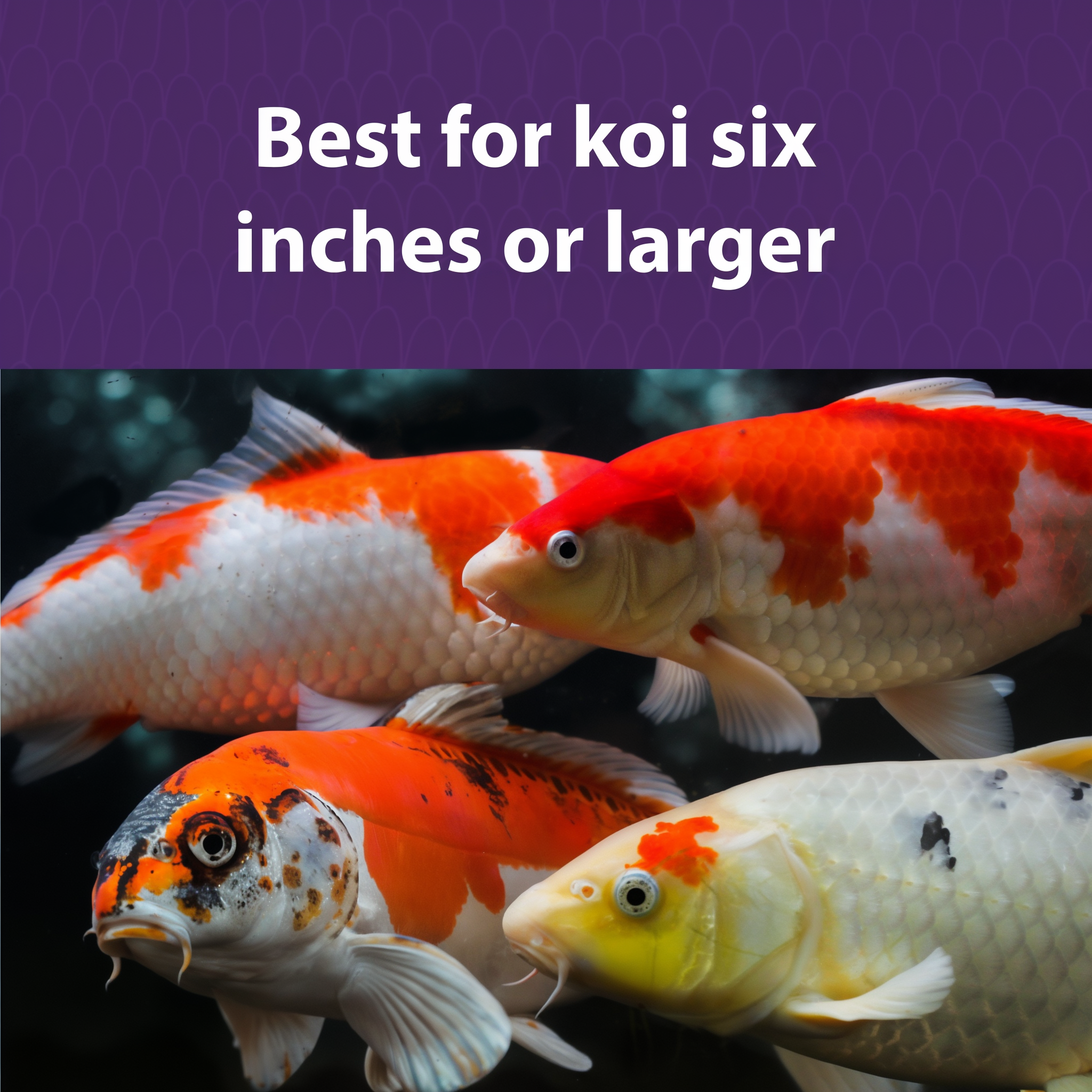 Mazuri Koi Platinum Nugget Diet benefits and features