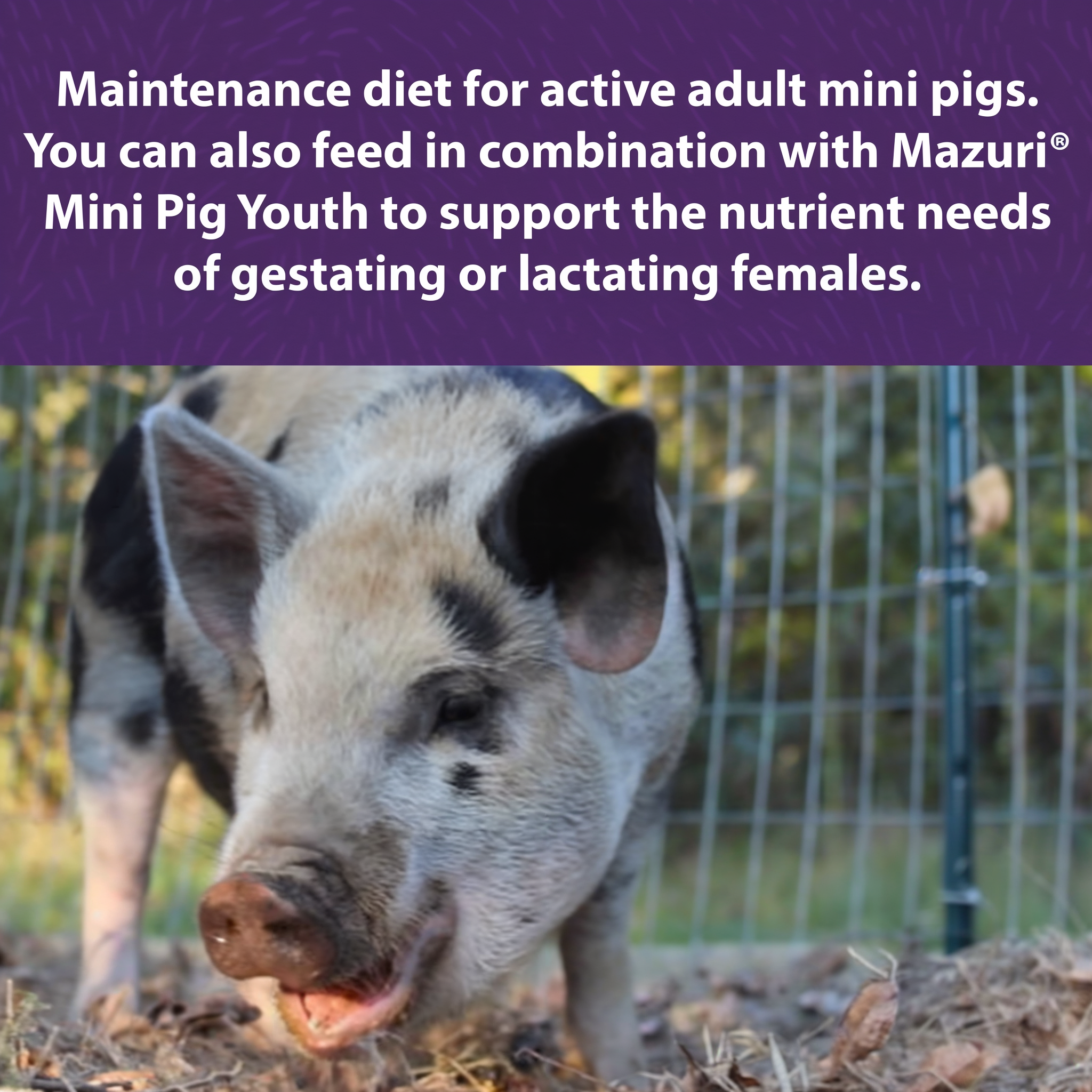 Mazuri Mini Pig Active Adult benefits and features