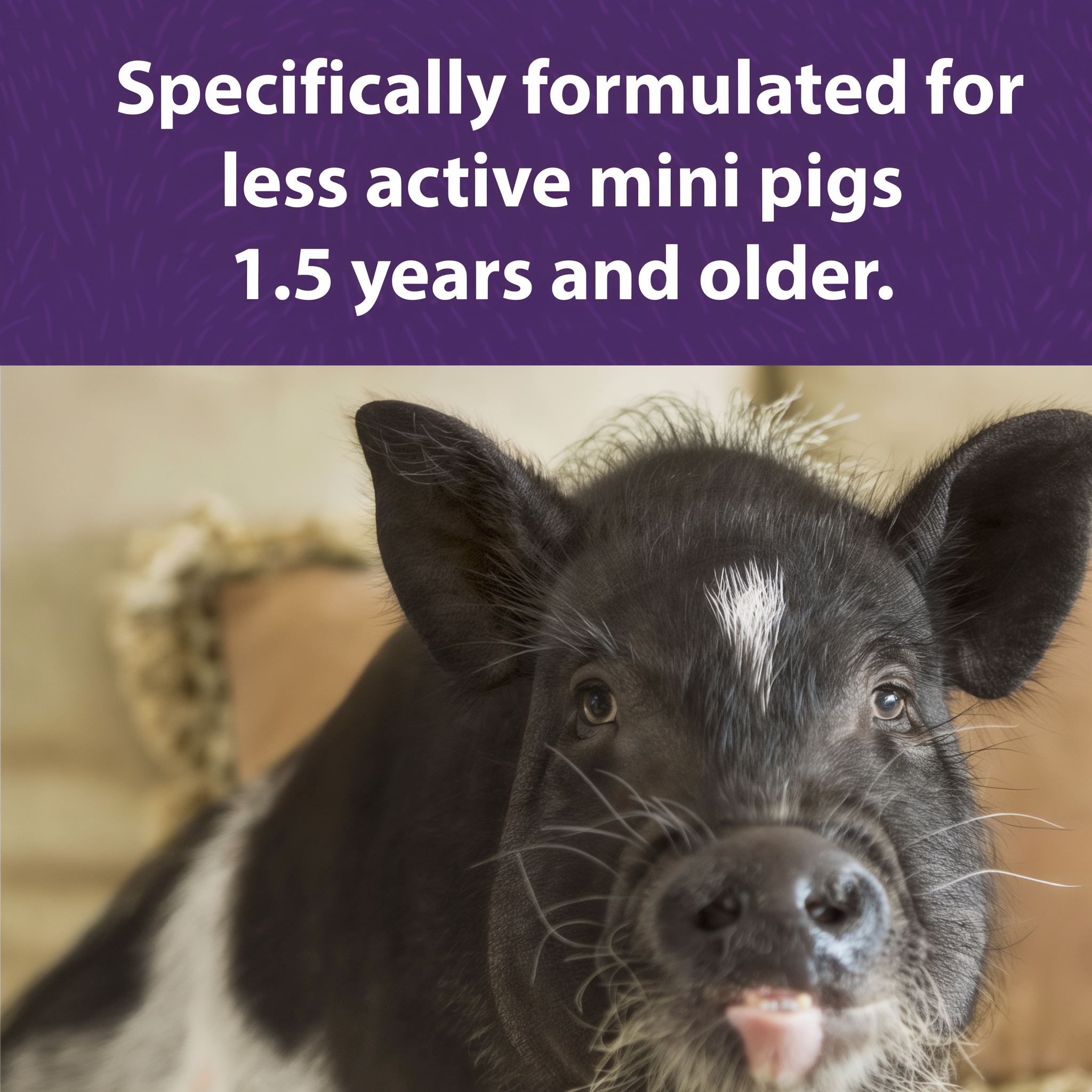 Mazuri Mini Pig Mature Maintenance benefits and features
