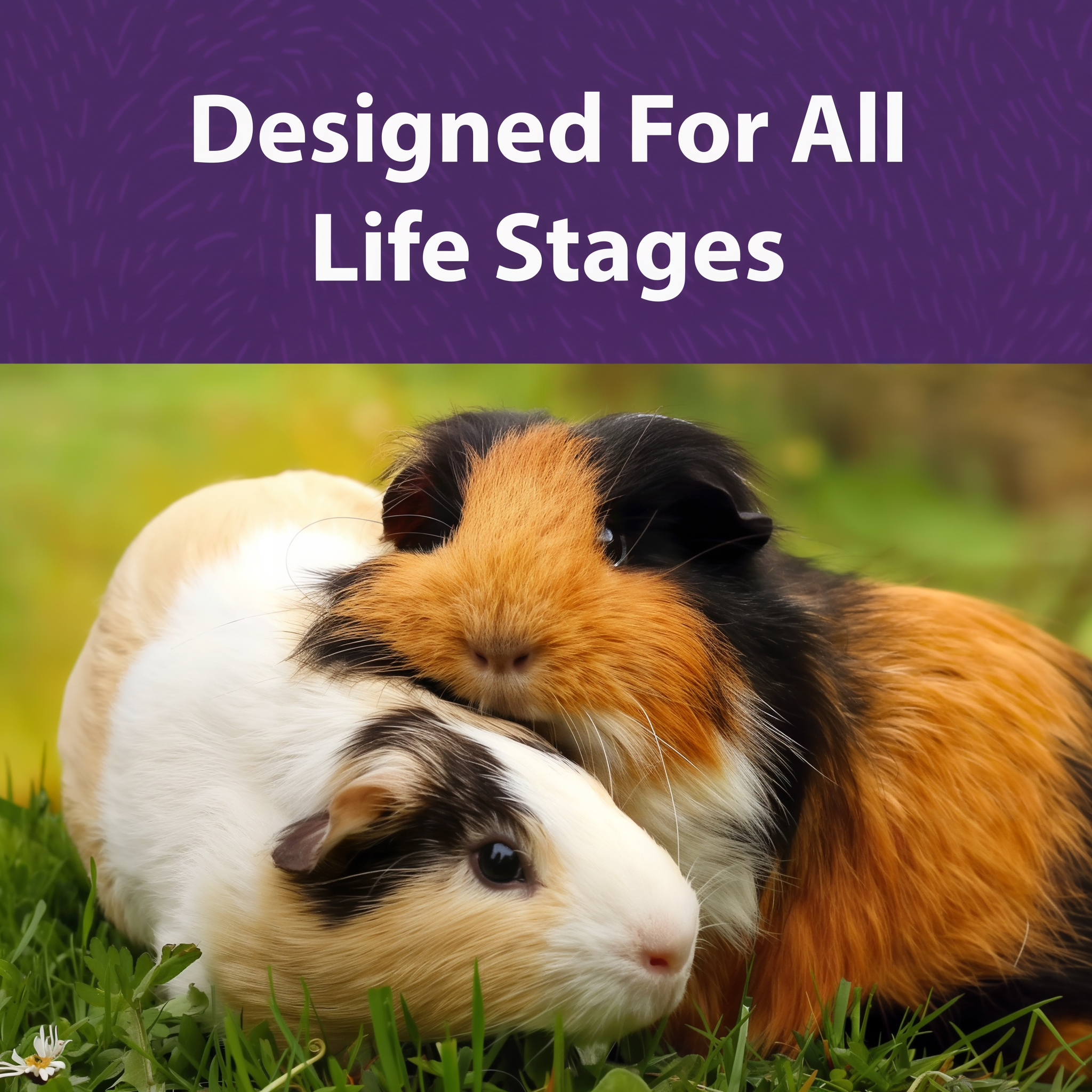 Mazuri Timothy Hay-Based Guinea Pig Diet benefits and features