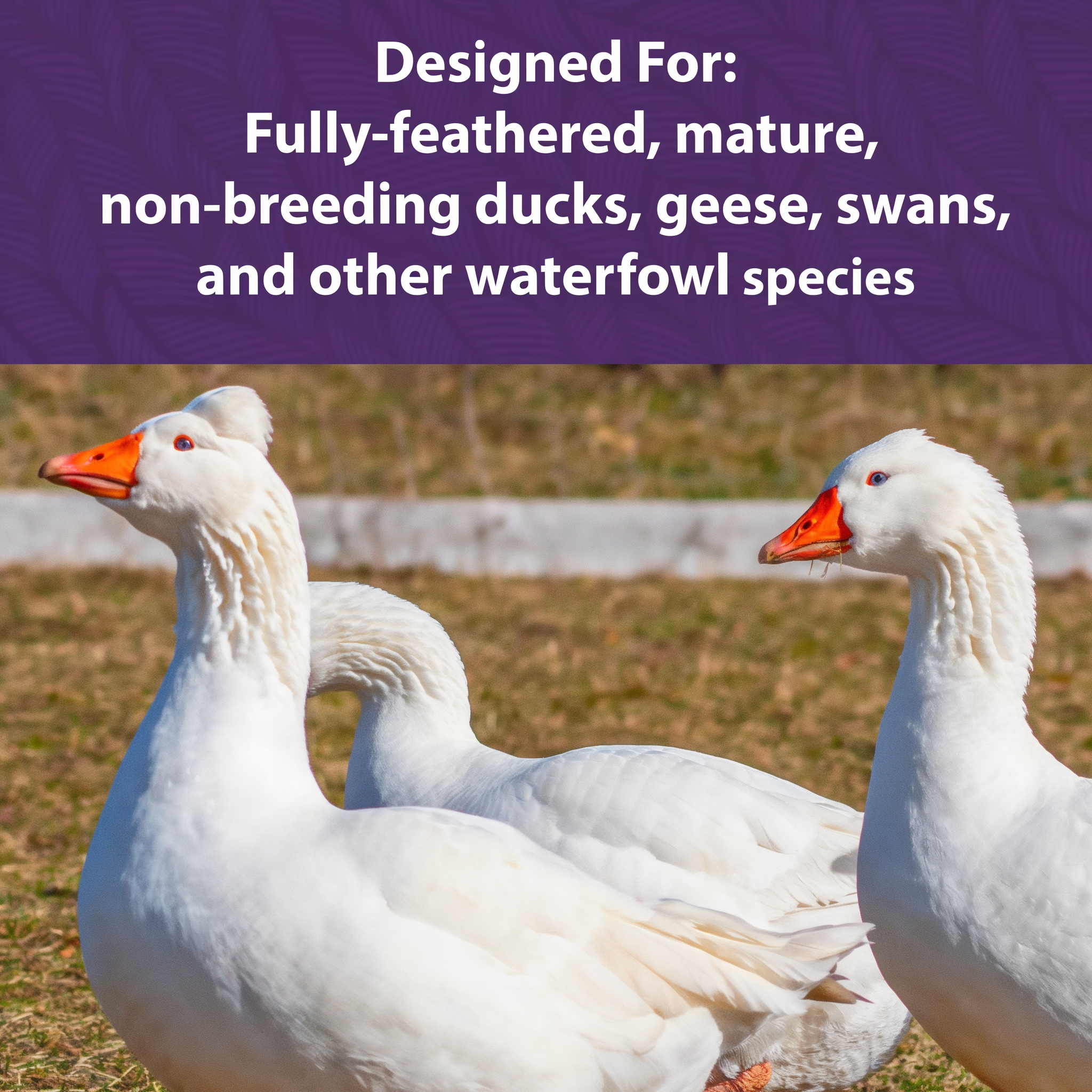 What Mazuri Waterfowl Maintenance Diet is designed for