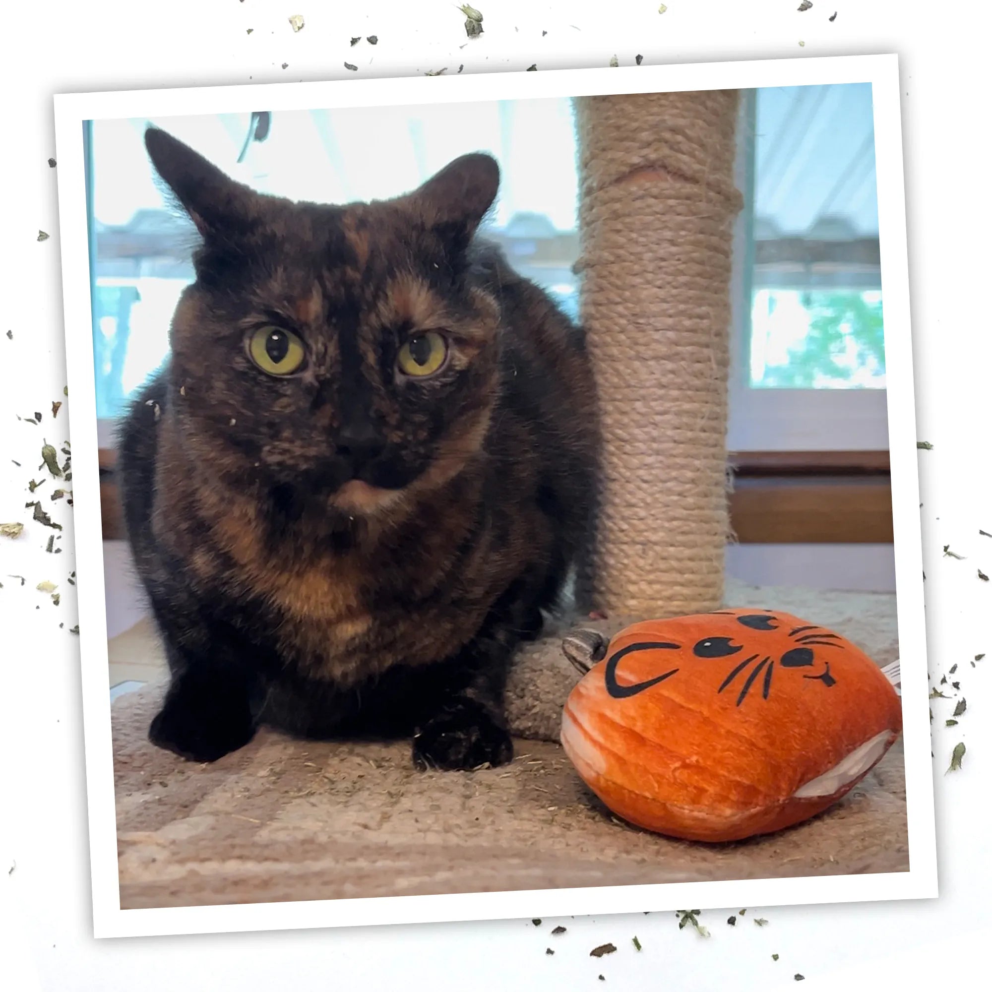 Tortoiseshell cat beside the Mouse-O-Lantern pumpkin catnip toy on a scratcher