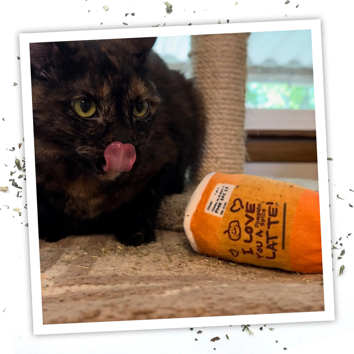Tortoiseshell cat licking its lips beside the Pumpkin Spice Latte catnip toy