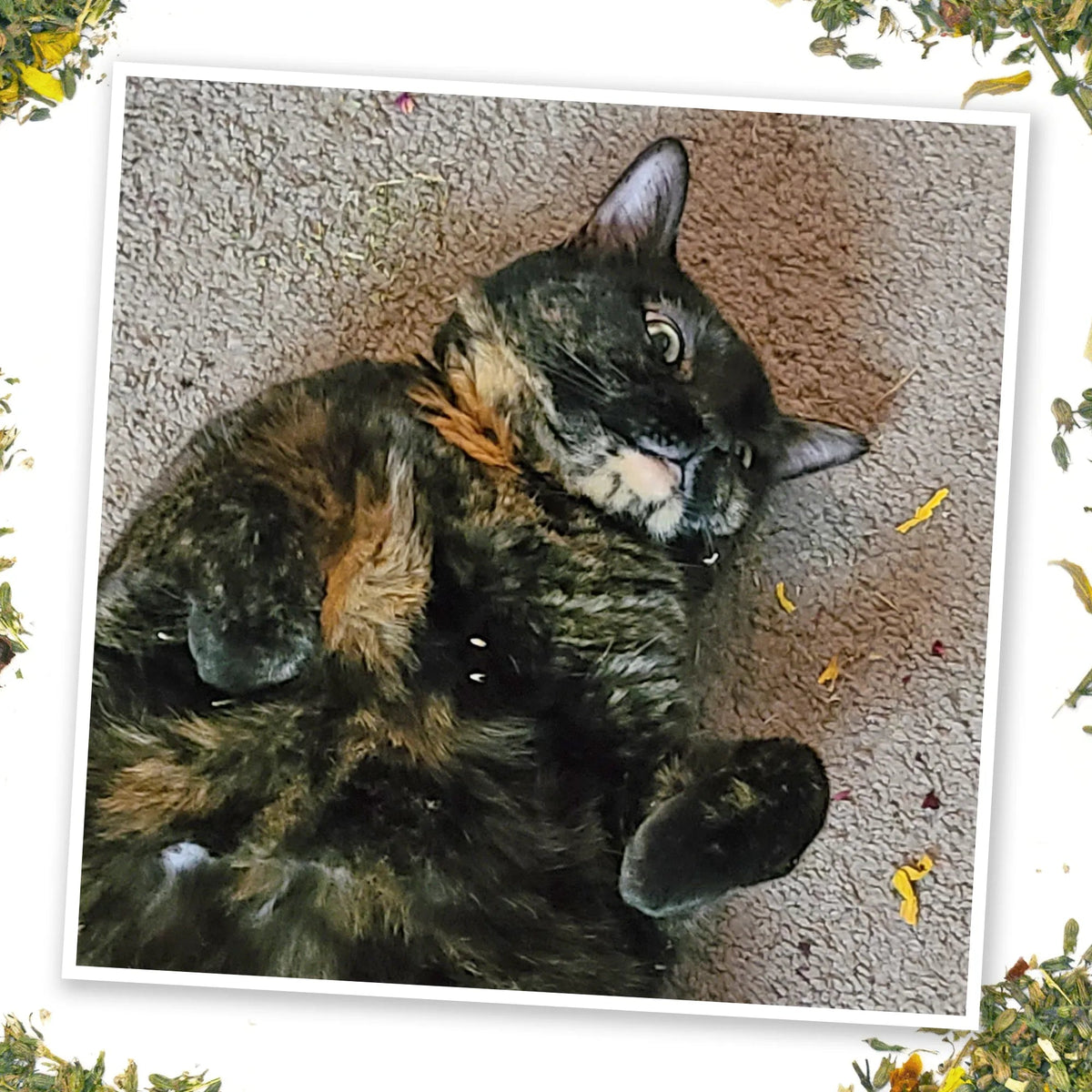Tortoiseshell cat rolling in Meowijuana Harvest Moon catnip
