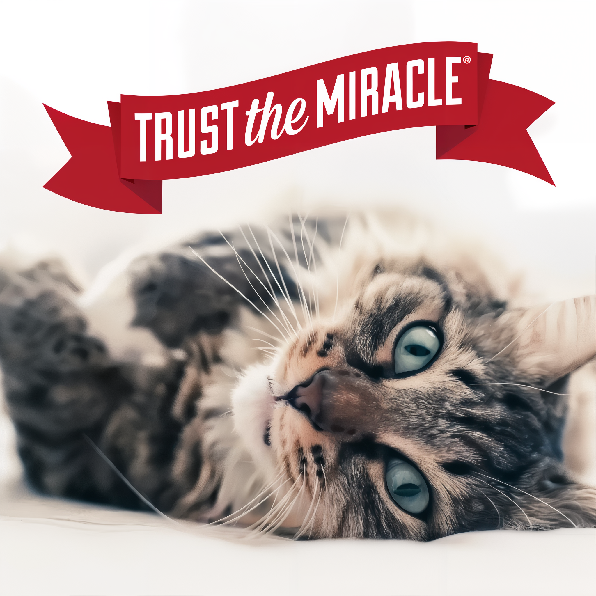 Nature's Miracle Air Care Fabric and Surface Spray Aloe Rain Scent Pet Odor Eliminator Deodorizer aircare deodorizers aloerain 24oz g08 brandstatement