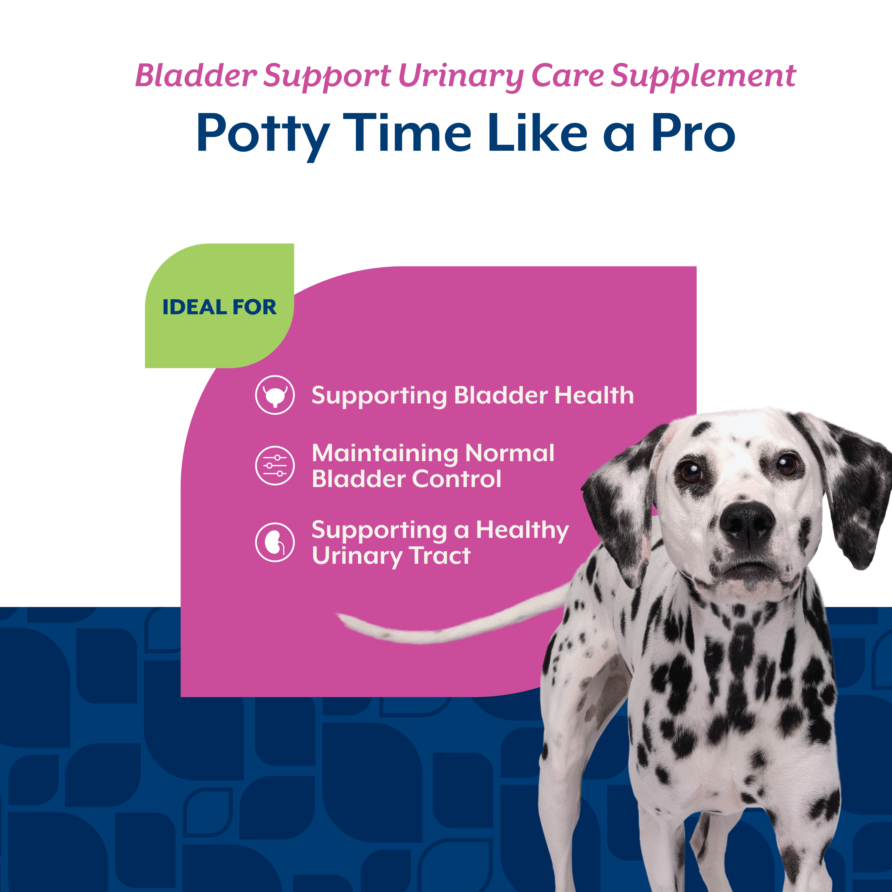 Chart showing Bladder Support helps bladder health, normal bladder control and a healthy urinary tract