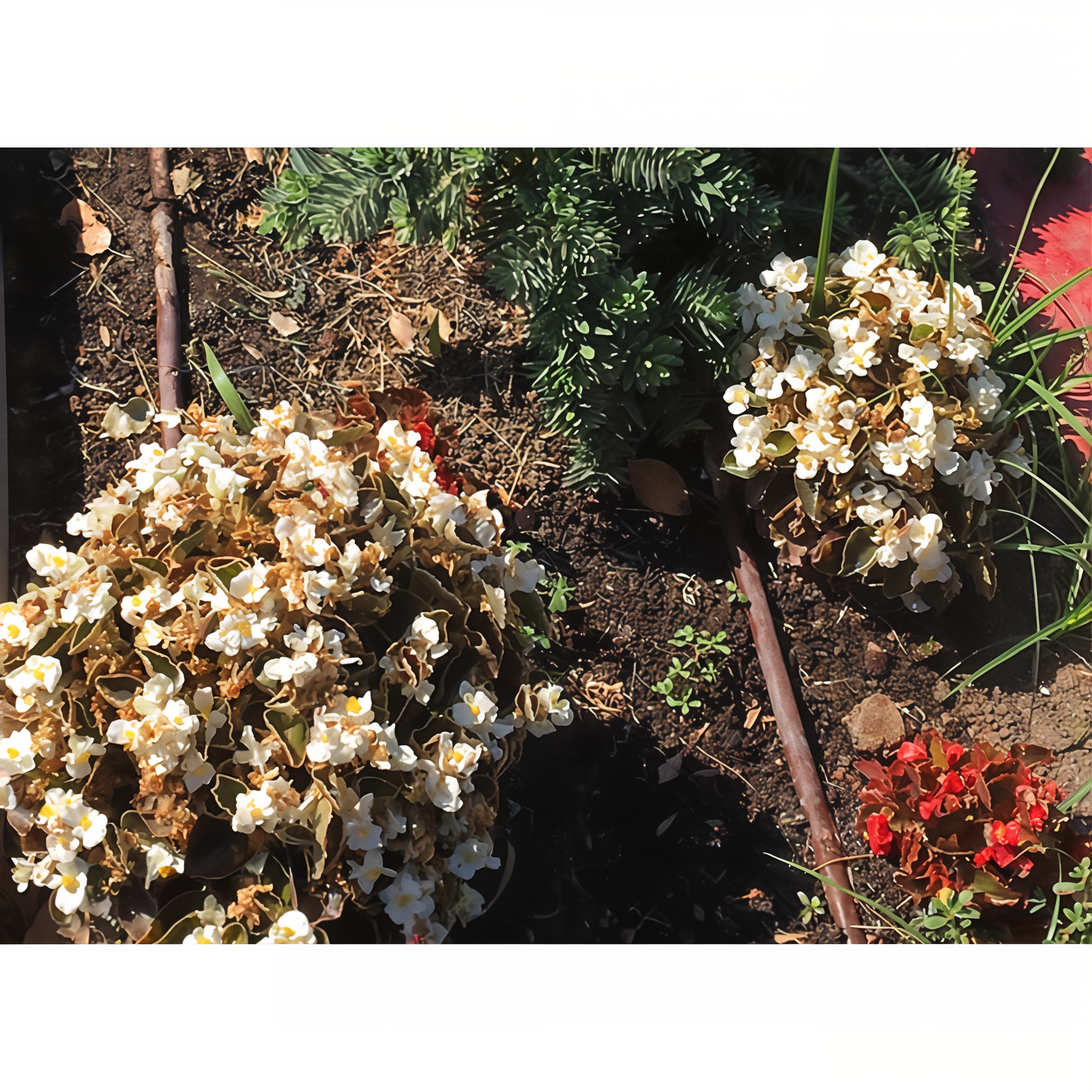 Netafim Techline CV 17mm dripline installed surface-laid in a begonia and ornamental flower bed delivering precise drip watering