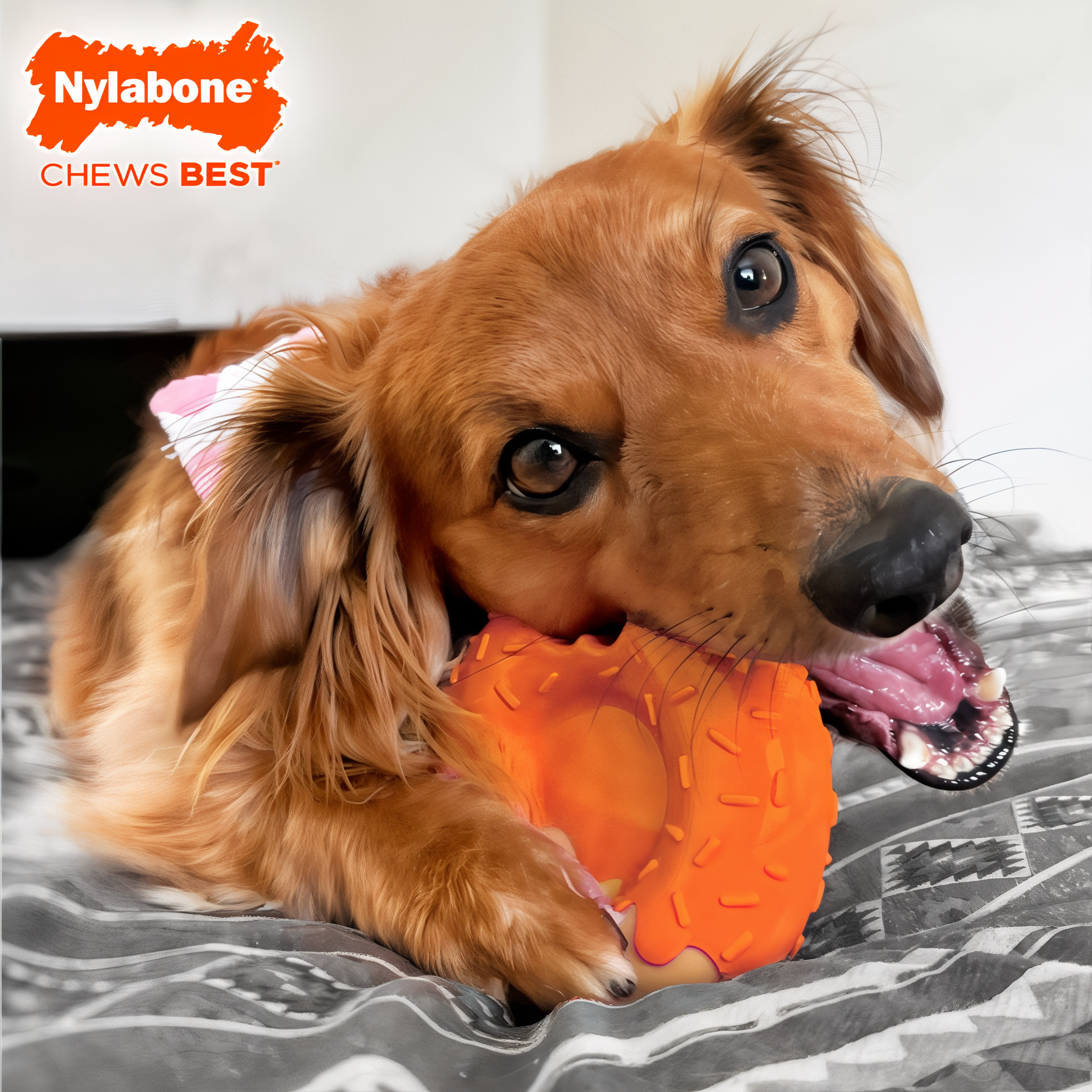 Dog chewing the Nylabone Power Chew Donut 70th Birthday Orange Pumpkin & Peanut Butter Large