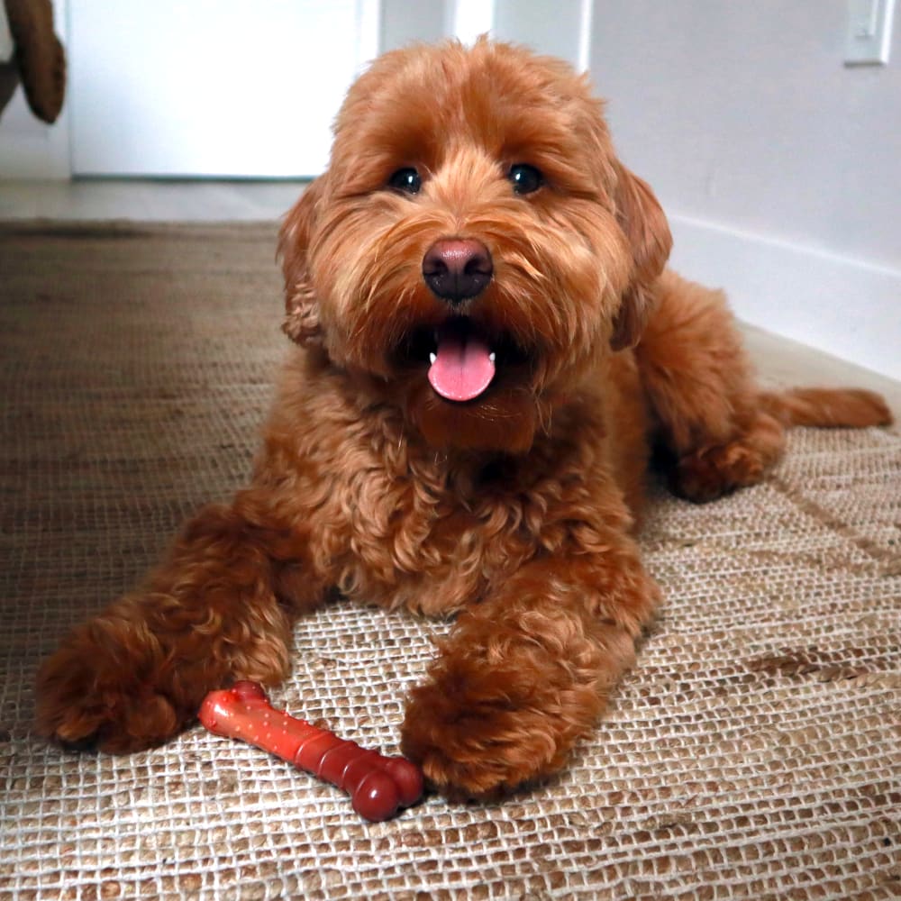 Dog enjoying a Nylabone Power Chew Textured Bone