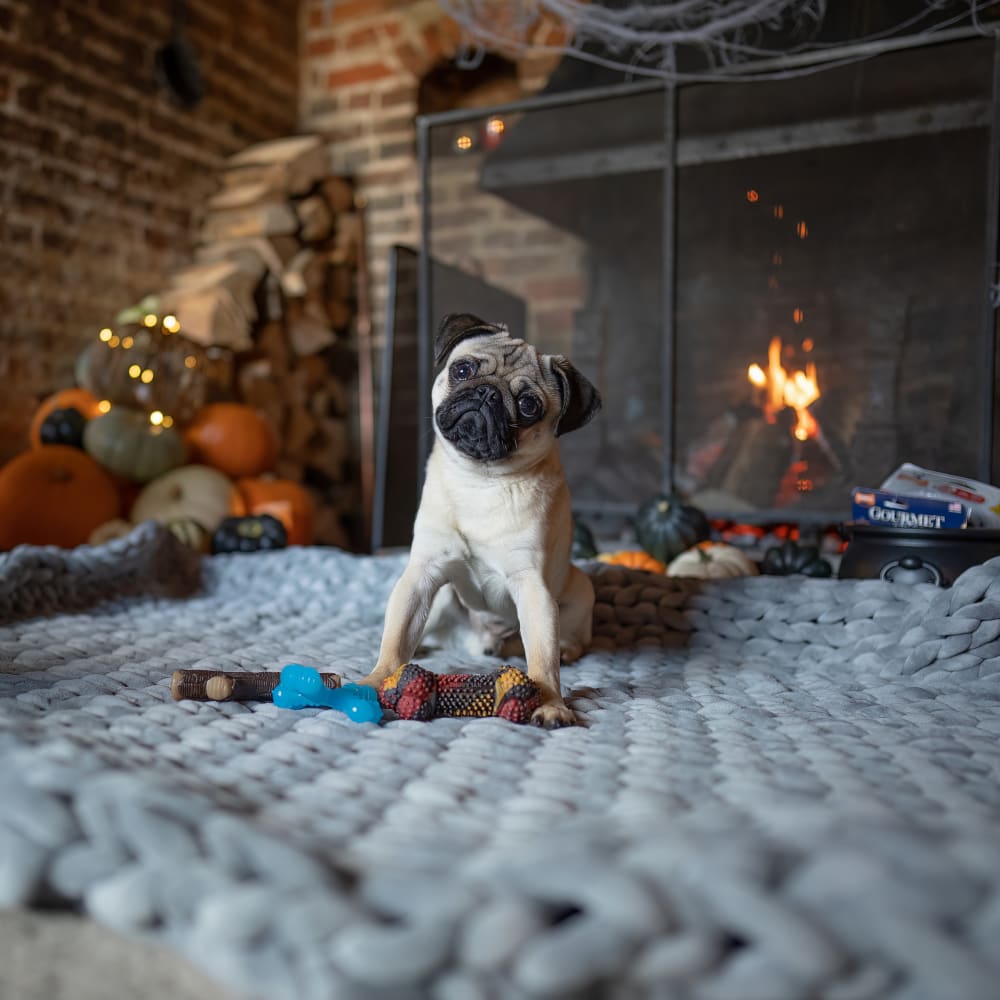 Puppy relaxing with the real wood stick chew toy