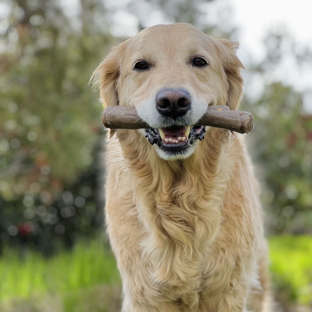 Dog enjoying the Nylabone Strong Chew Real Wood Stick