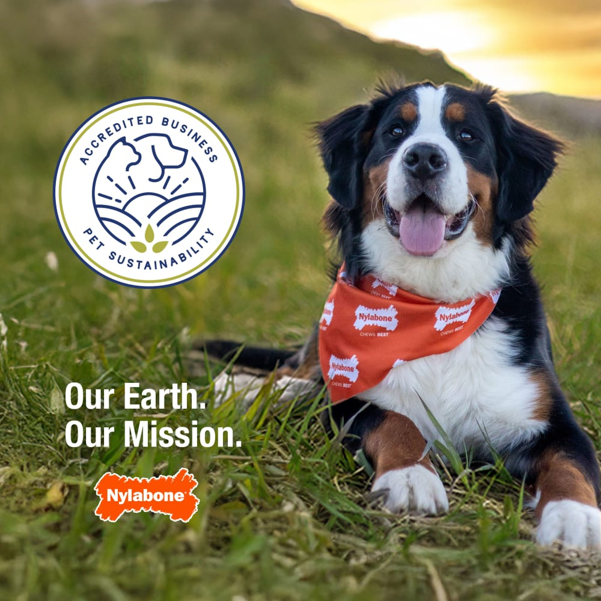 Nylabone sustainability and recyclable packaging