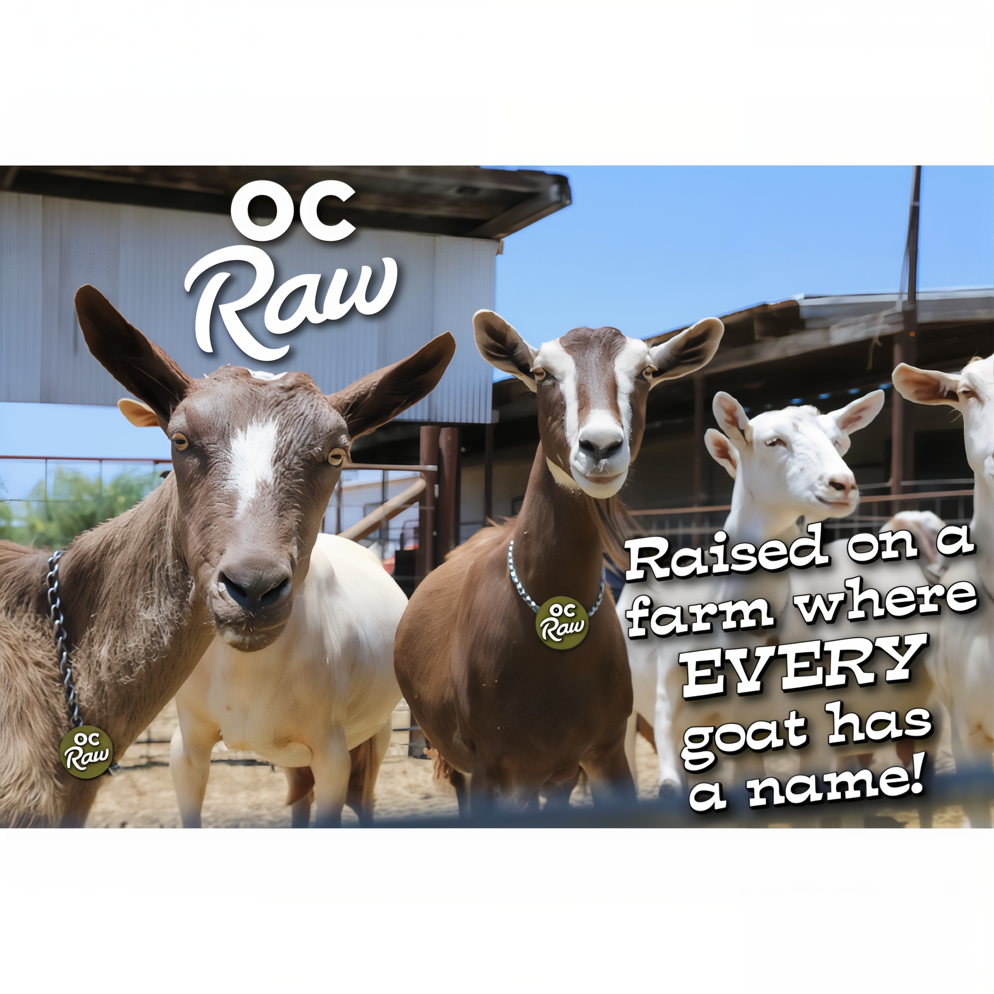 OC Raw Dog dairy goats on the farm, raised on a farm where every goat has a name