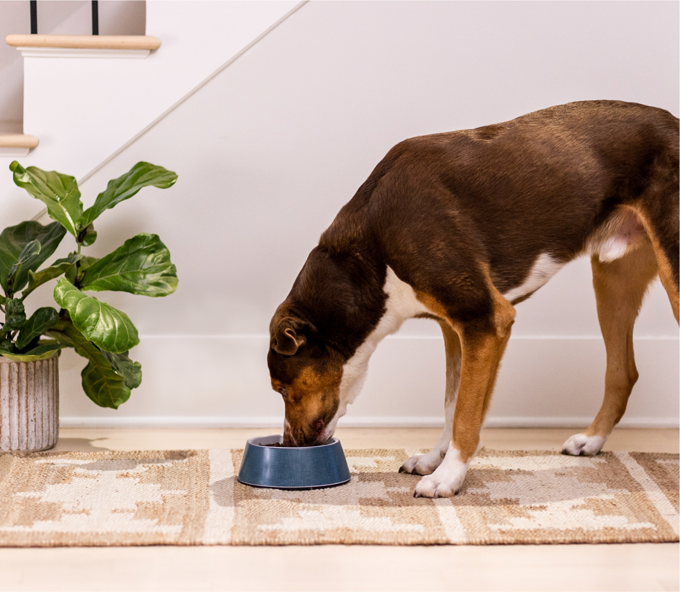 Dog eating Open Farm Puppy kibble from a bowl