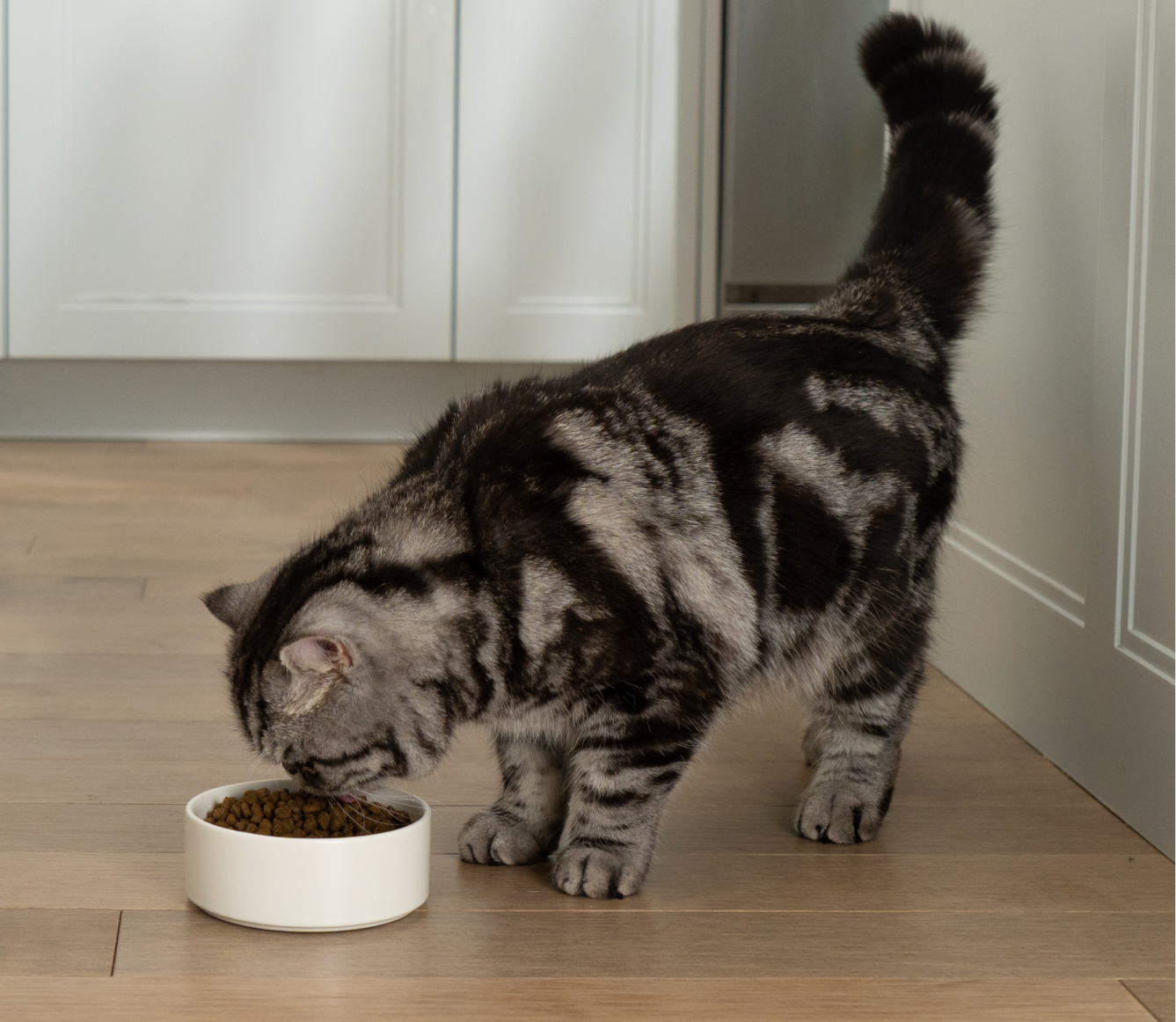Cat eating Open Farm Goodbowl Harvest Chicken & Brown Rice kibble from a bowl