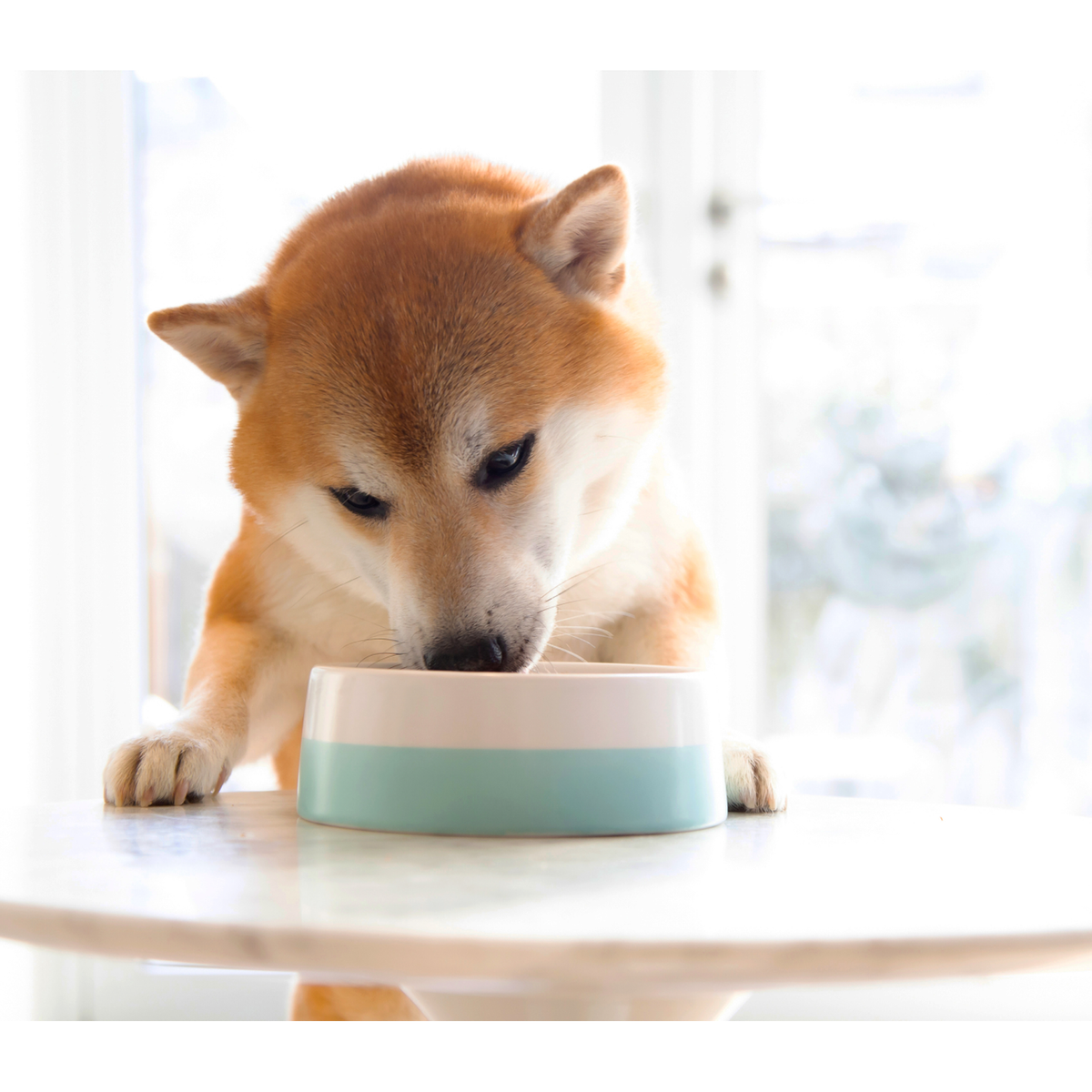 Open Farm Grass-Fed Beef Rustic Stew Wet Dog Food -- dog eating open farm grass-fed beef rustic stew wet dog food from a bowl