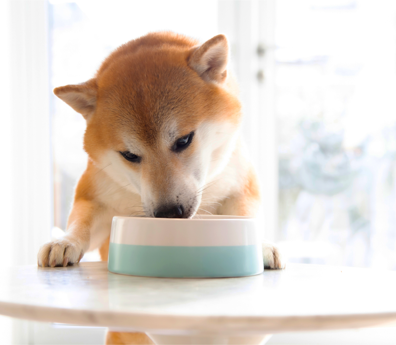 Dog eating Open Farm Homestead Turkey Rustic Stew Wet Dog Food from a bowl