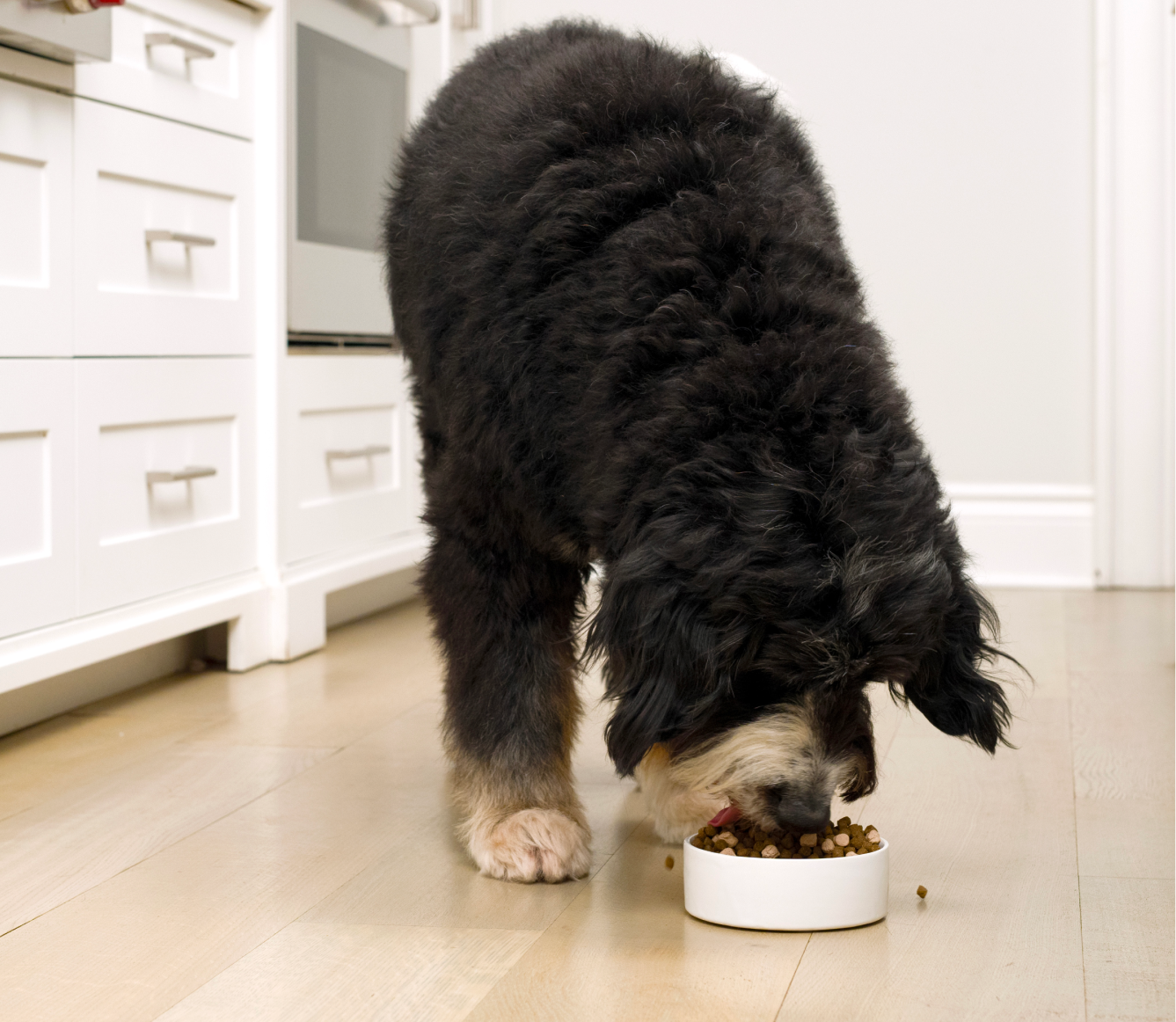 Open Farm RawMix Large Breed Grain-Free Dog Kibble dog enjoying a bowl of kibble