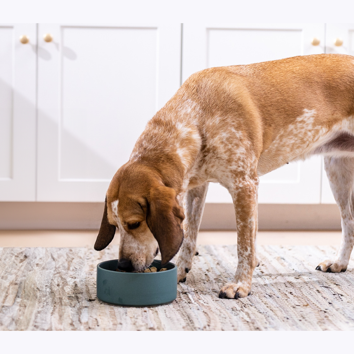 Open Farm RawMix Open Prairie Freeze Dried Raw Morsels for Dogs -- dog eating open farm rawmix open prairie freeze dried raw morsels from a bowl