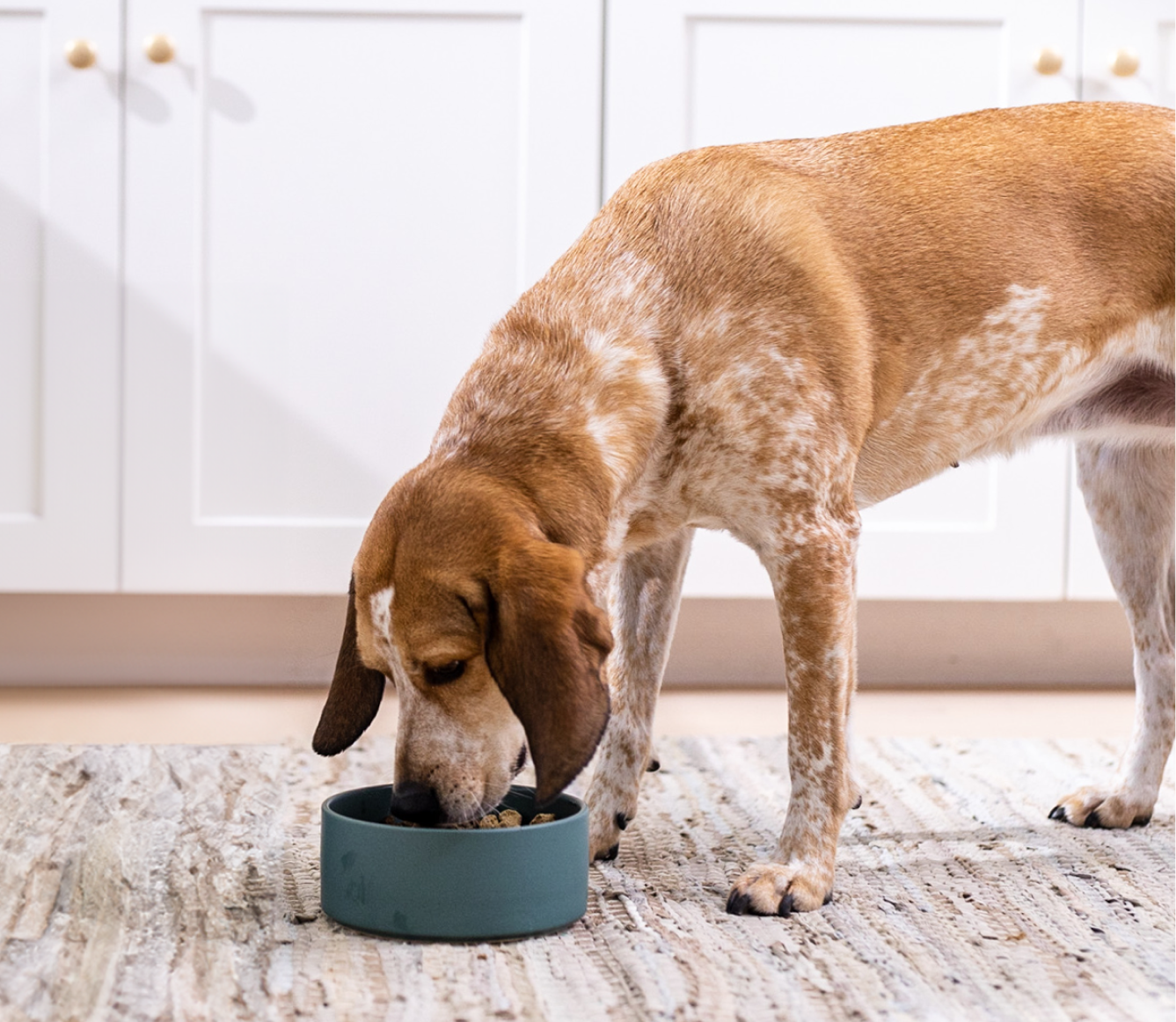 Dog eating Open Farm RawMix Tide & Terrain freeze dried raw morsels from a bowl