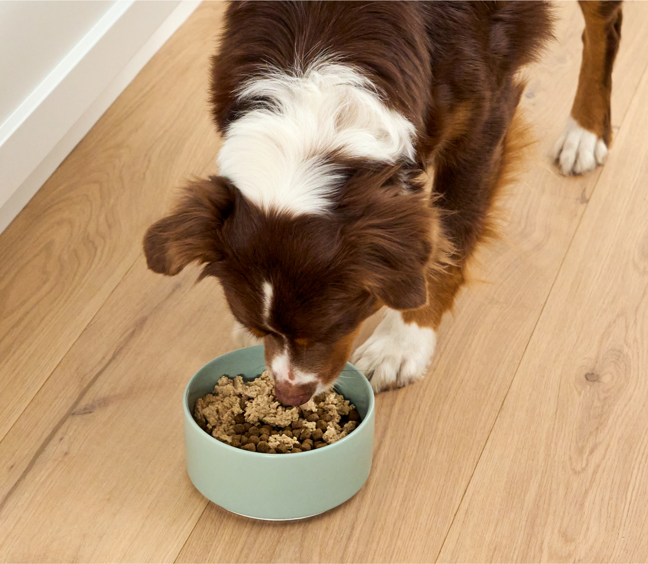 Dog eating Open Farm Salmon Topper from a bowl