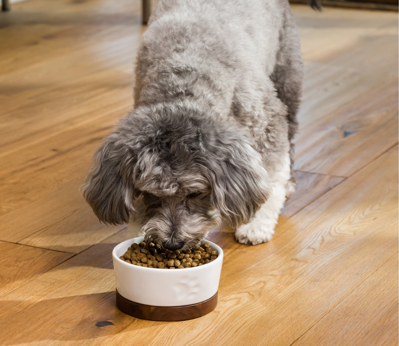 Dog eating Open Farm Whitefish kibble from a bowl
