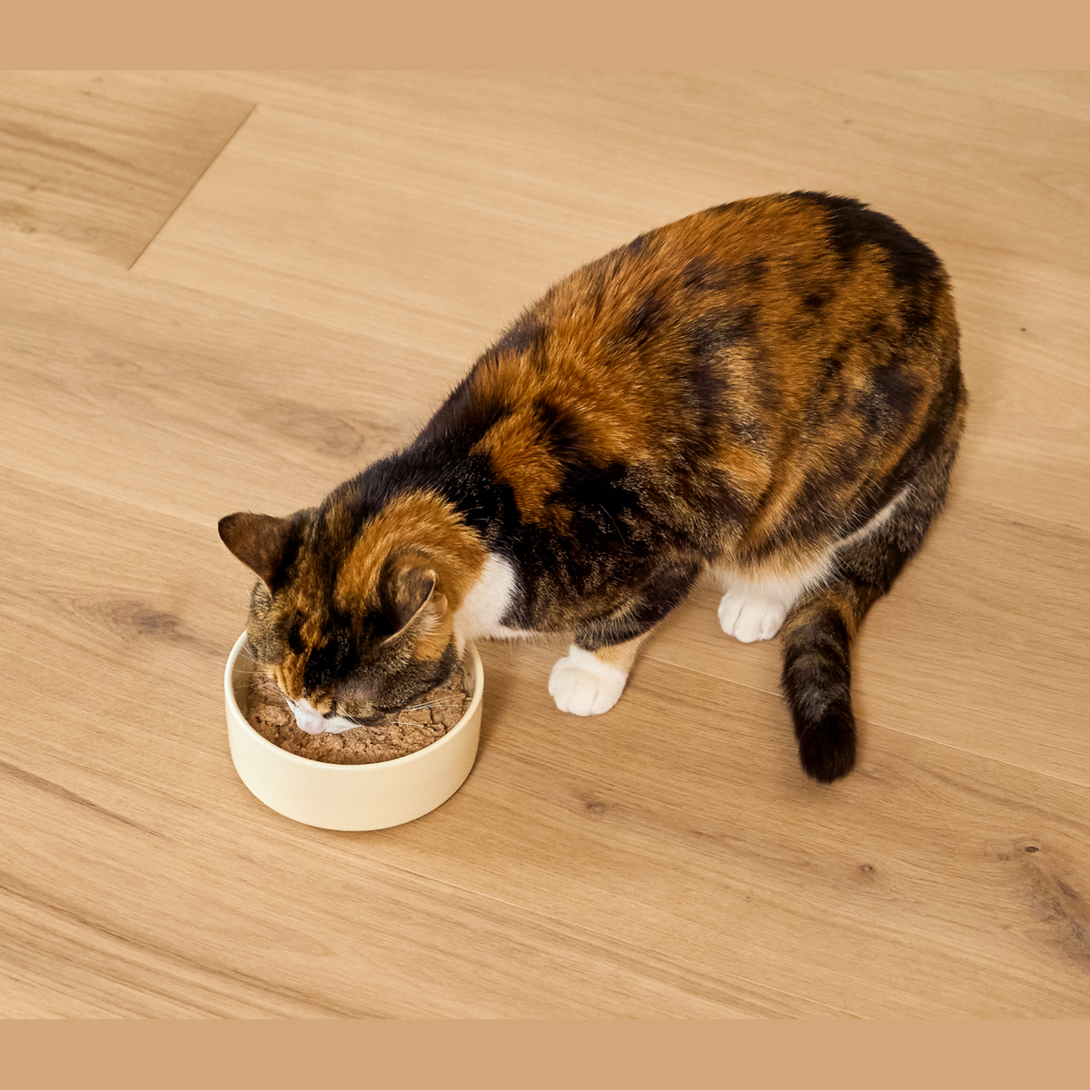 Open Farm Wild-Caught Salmon Pâté for Cats -- cat enjoying open farm wild-caught salmon pâté from a bowl