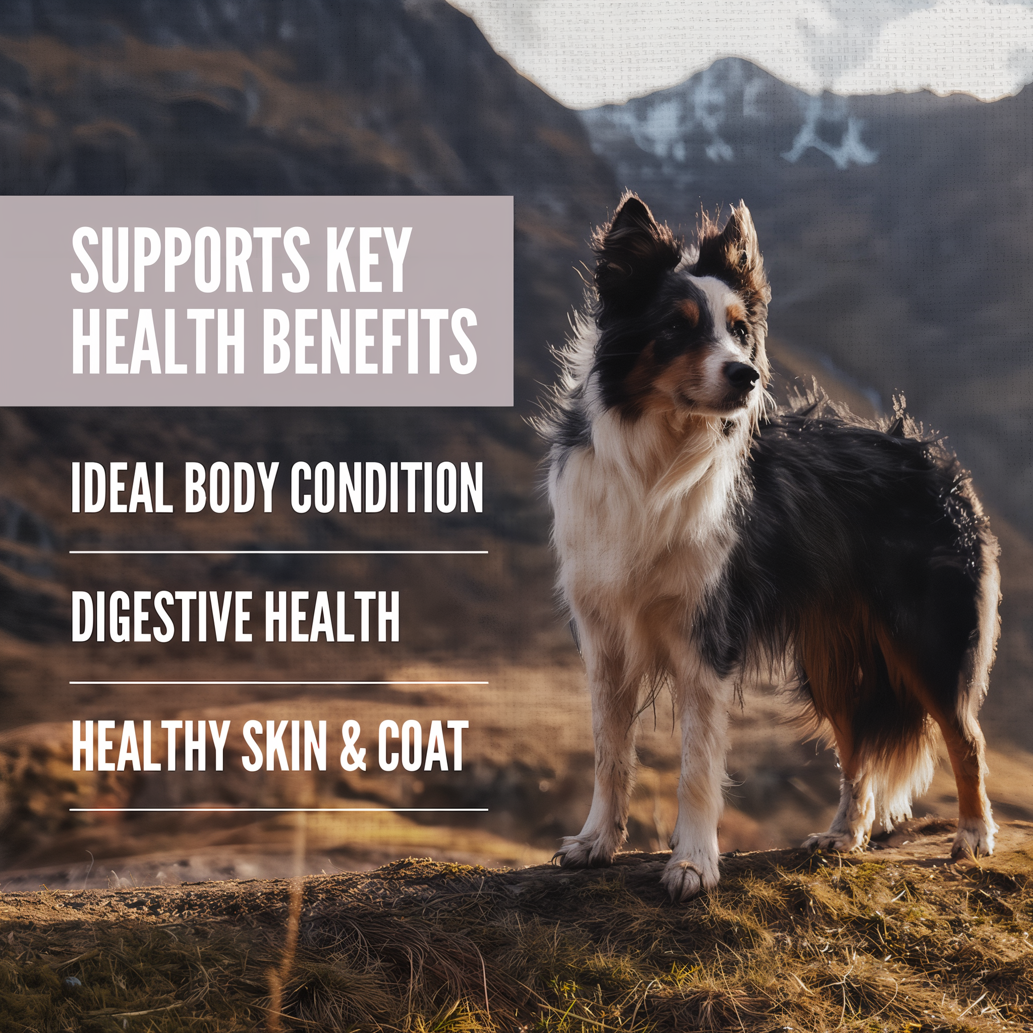 Border collie in the mountains, ORIJEN Amazing Grains Fit & Trim supports ideal body condition, digestive health and healthy skin and coat