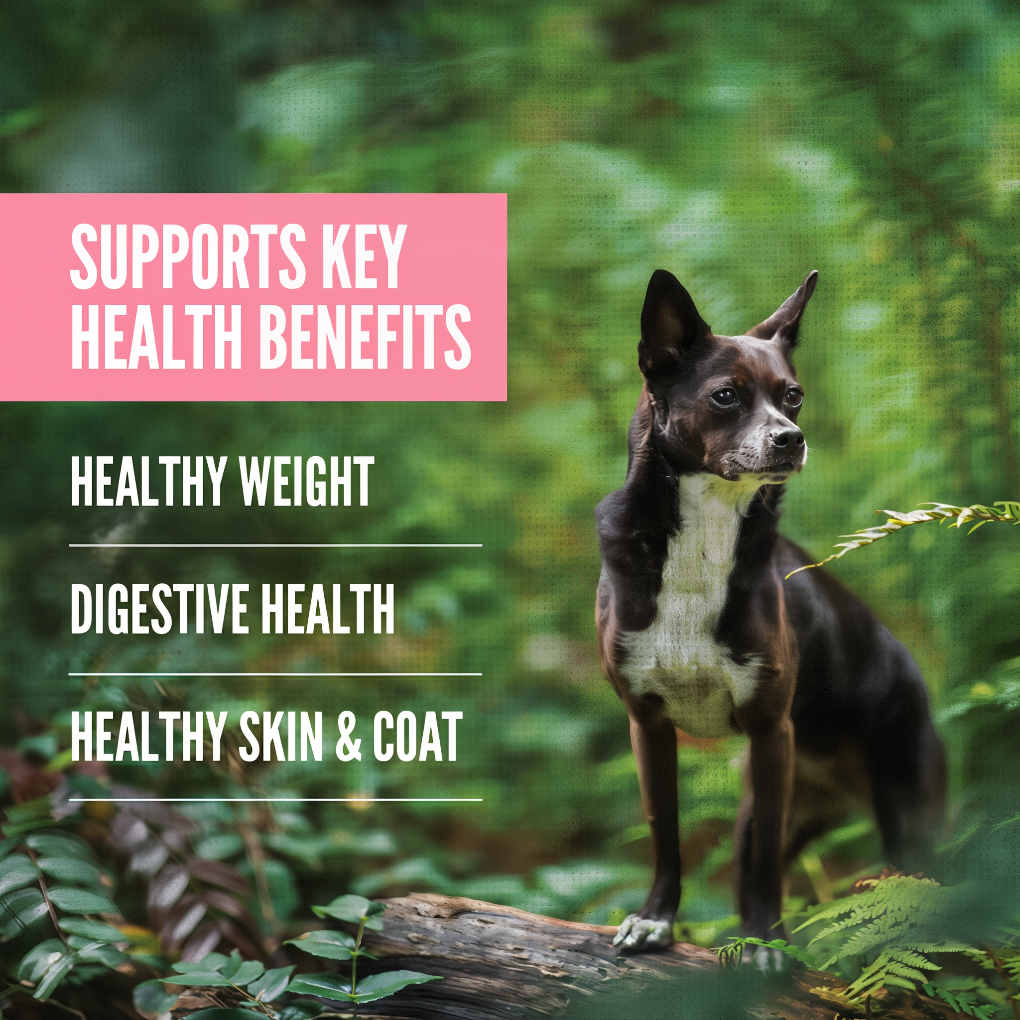 ORIJEN Amazing Grains Small Breed supports healthy weight, digestive health and healthy skin and coat
