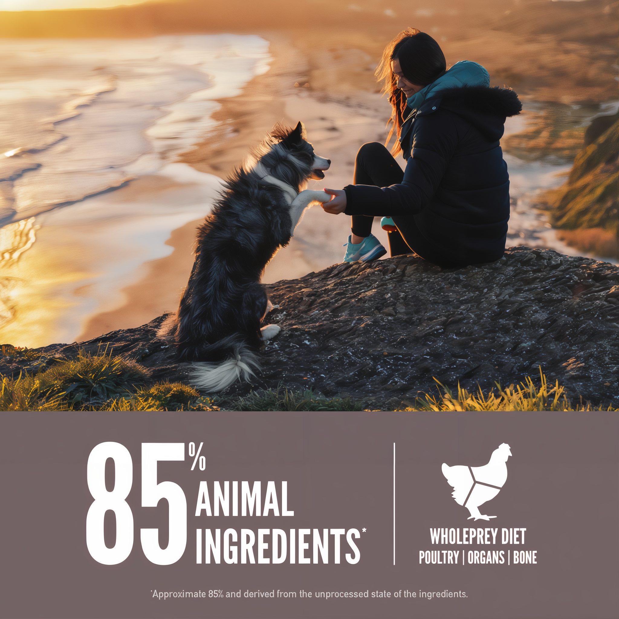 A woman and her Border Collie sitting together on a coastal cliff at sunset, with 85 percent animal ingredients and WholePrey diet of poultry, organs, and bone callouts for ORIJEN Fit & Trim