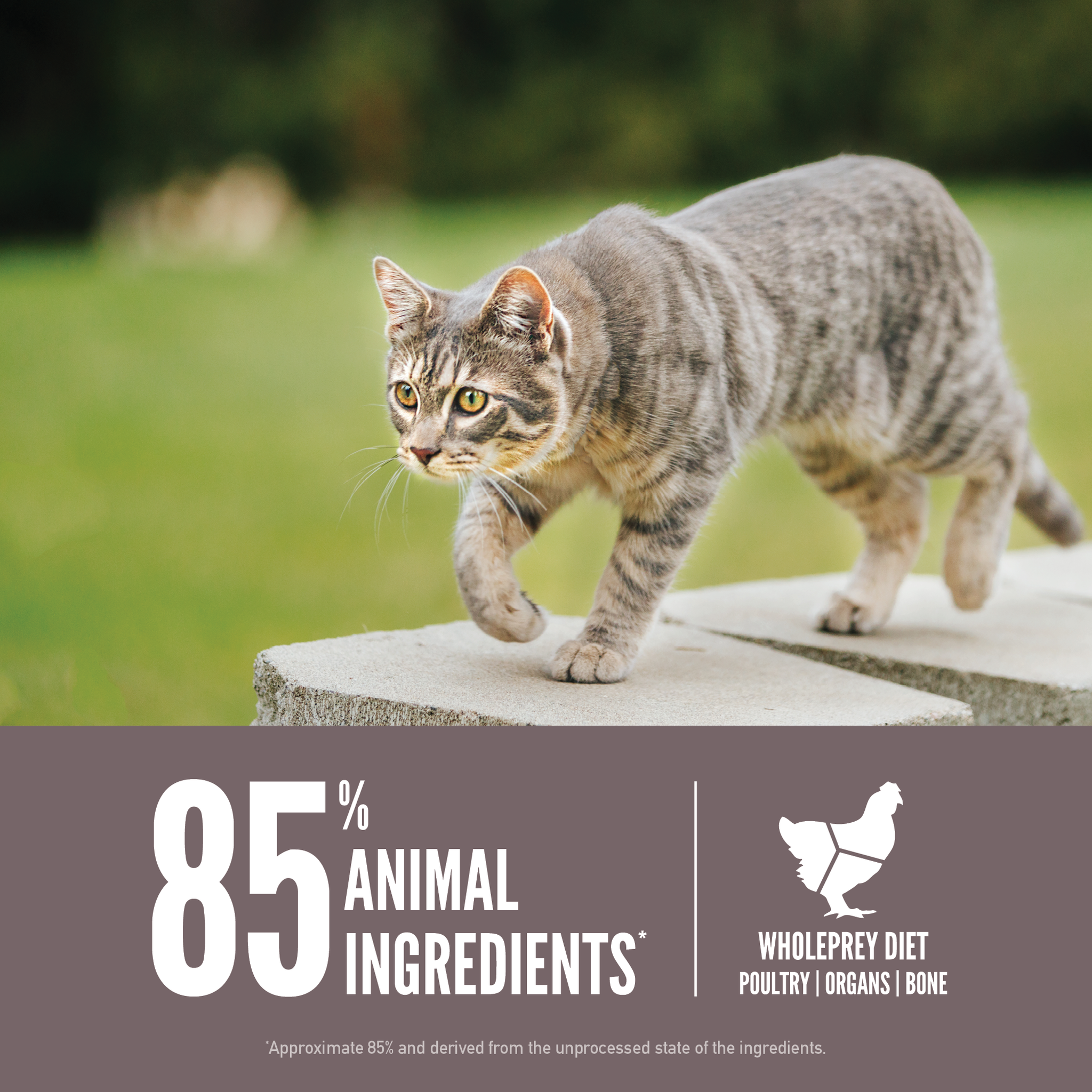 A grey tabby cat walking on a stone ledge beside 85 percent animal ingredients and WholePrey diet poultry, organs, and bone callouts for ORIJEN Fit & Trim cat food