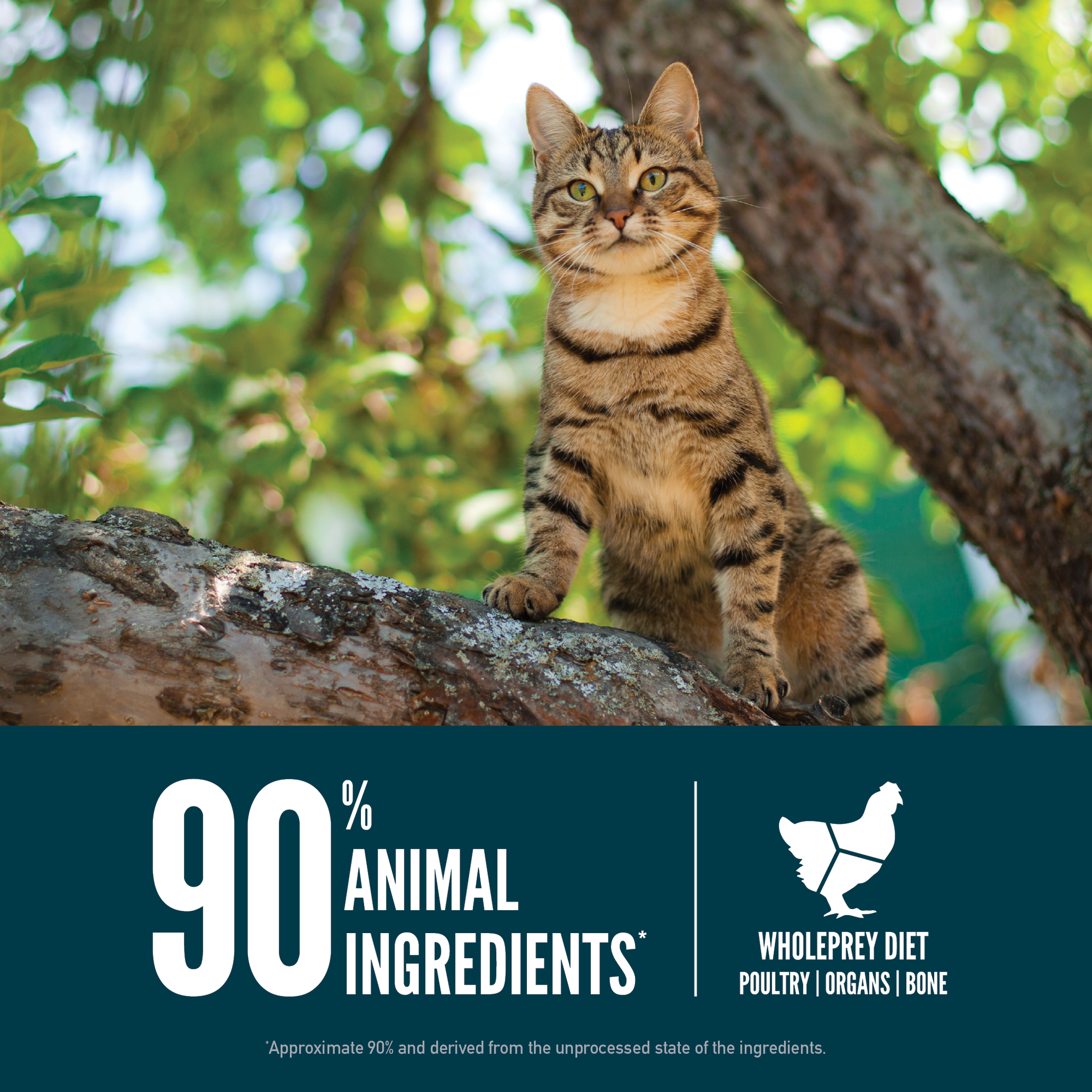 Cat in a tree: 90 percent animal ingredients from a WholePrey diet of poultry, organs, and bone
