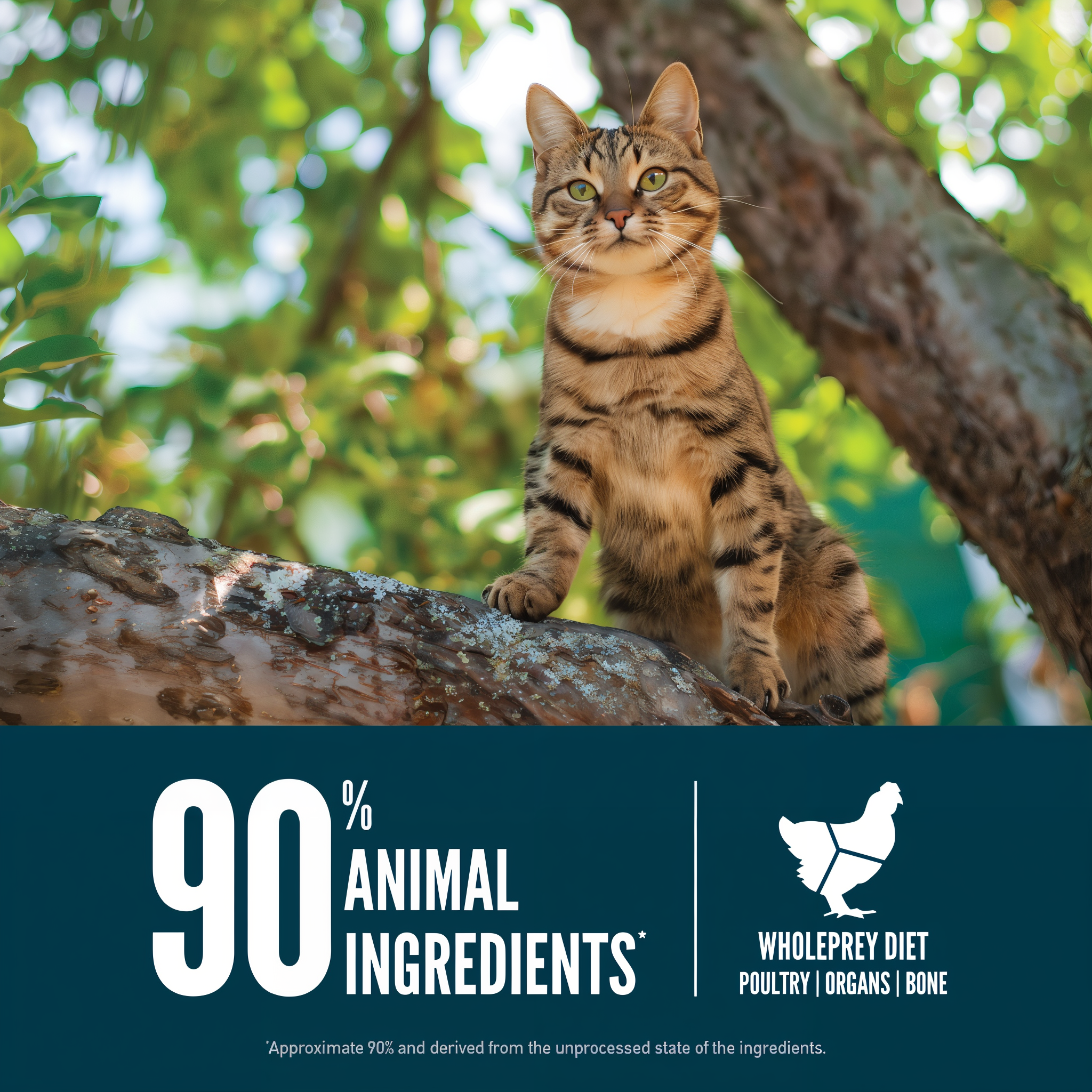 Tabby cat on a tree branch beside a callout that ORIJEN Guardian 8 is 90 percent animal ingredients from a WholePrey diet of poultry, organs and bone