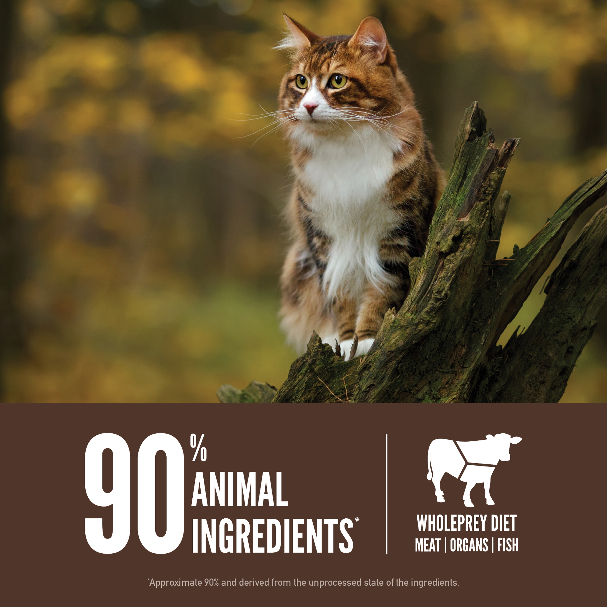 A long-haired tabby cat perched on a tree stump in an autumn forest beside 90 percent animal ingredients and WholePrey diet meat, organs, and fish callouts for ORIJEN Regional Red
