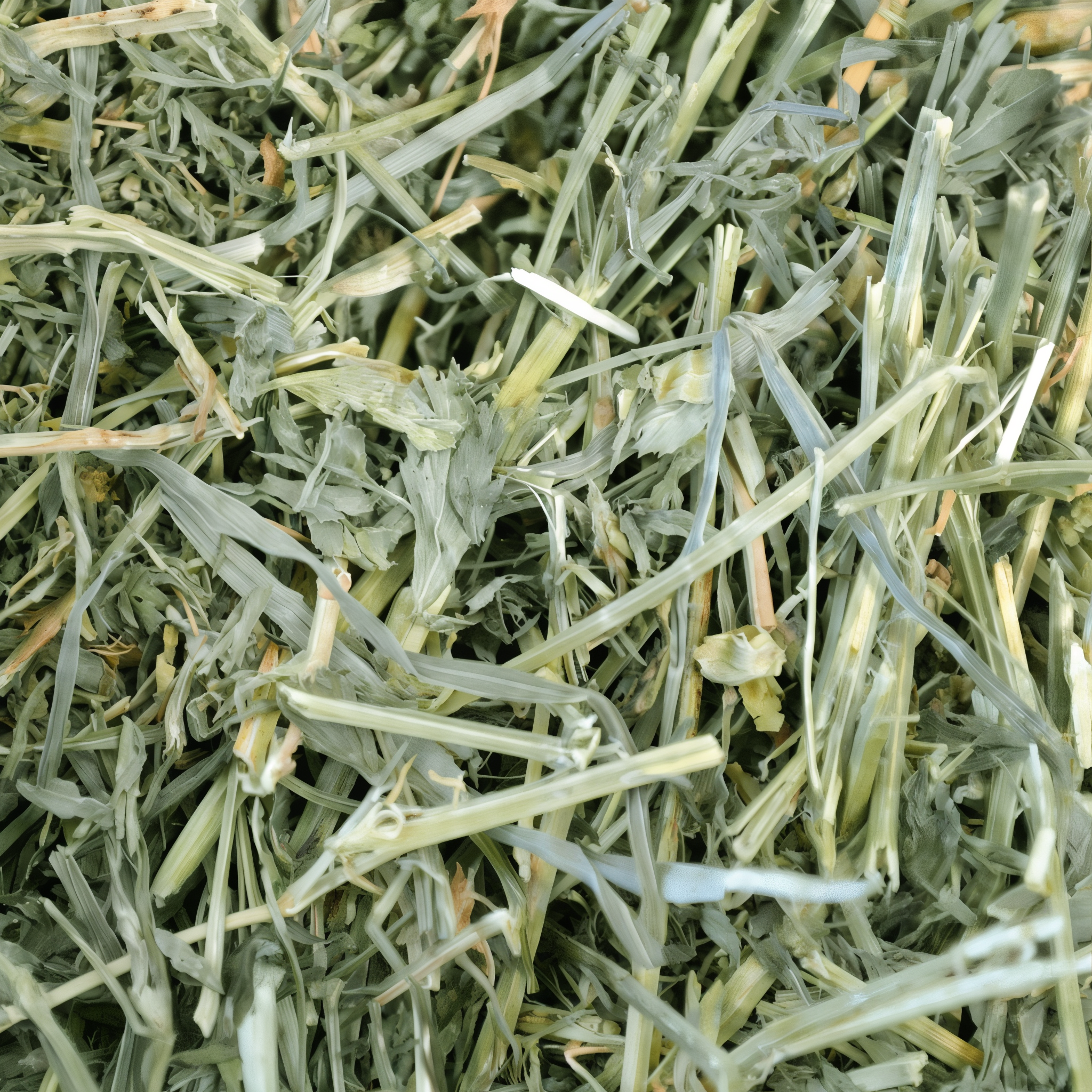 Closeup of soft green alfalfa hay strands